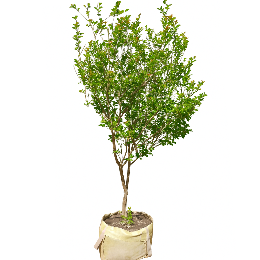 ARBOL CRESPON MEDIANO (ASTRONOMICA)