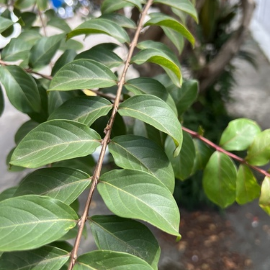 ARBOL CRESPON MEDIANO (ASTRONOMICA)