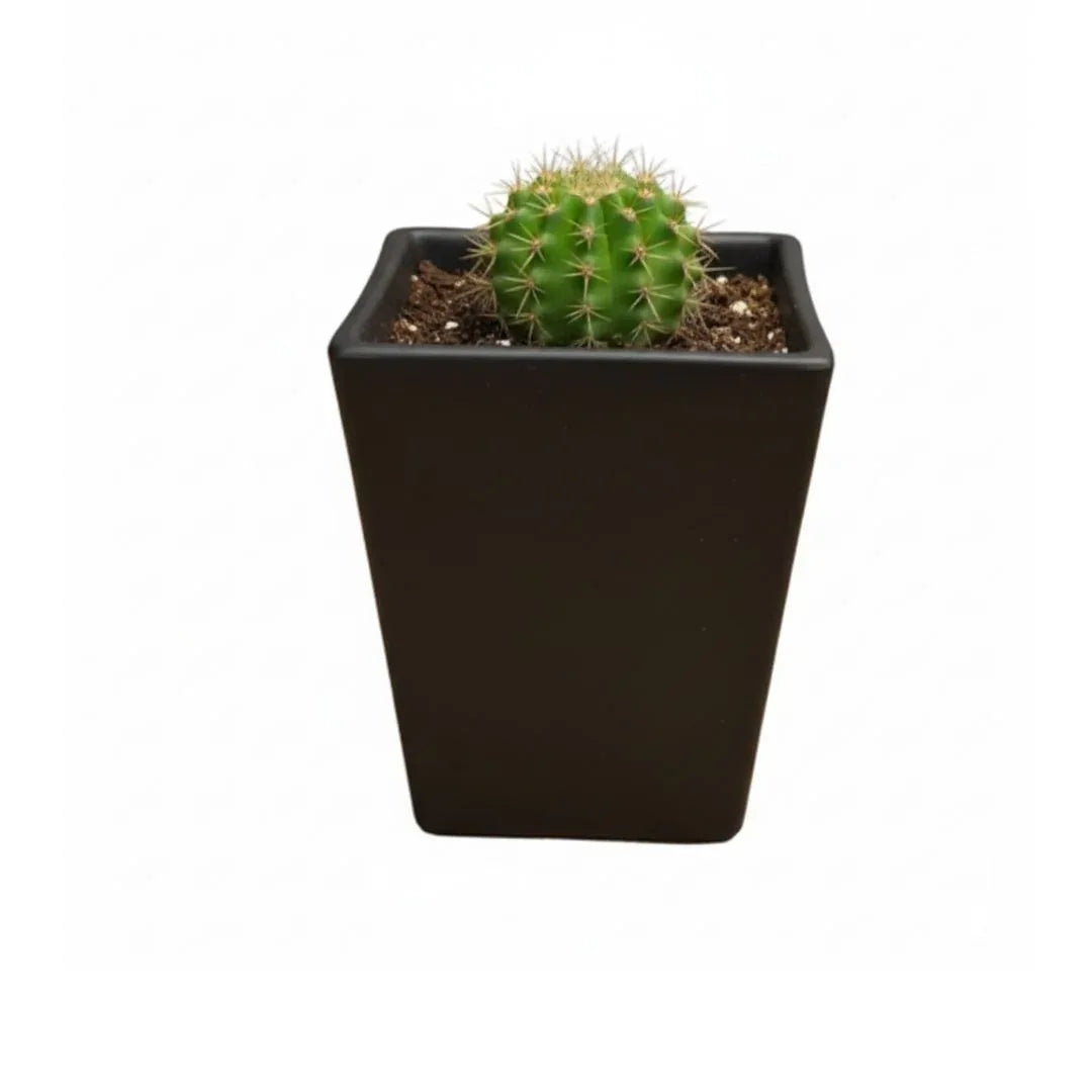 MACETA DE CERAMICA CUBICA - Vivero Yañez 