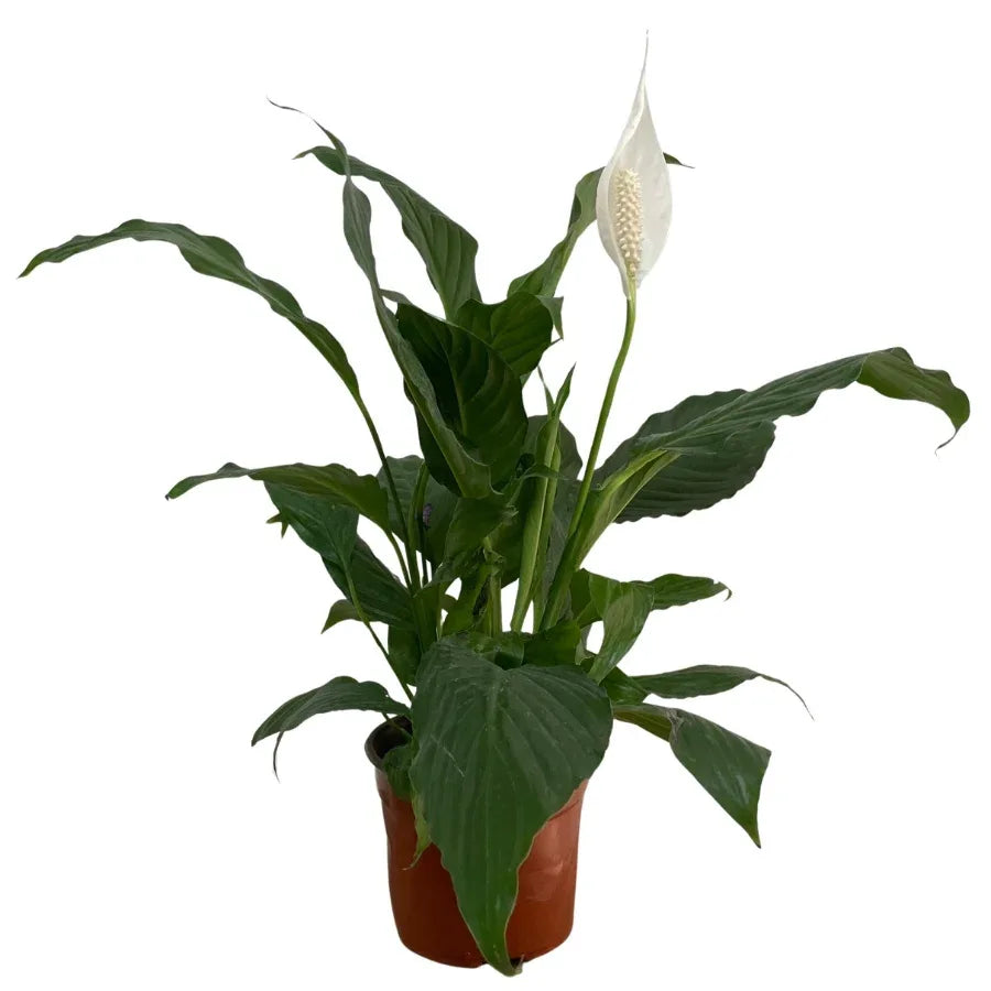 CUNA DE MOISES - Vivero Yañez 