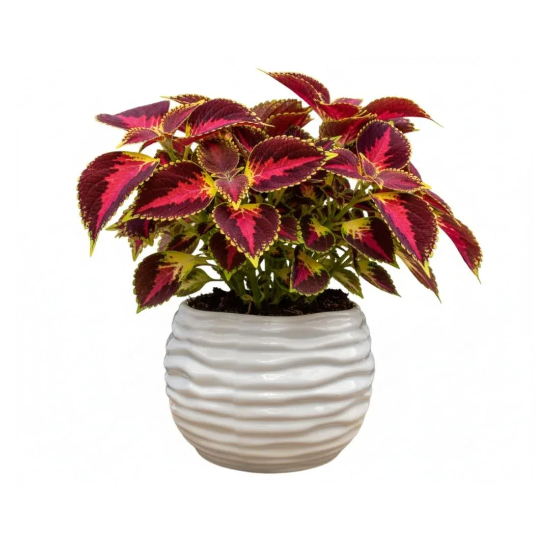 MACETA DE CERAMICA CUNEO BOLA - Vivero Yañez 