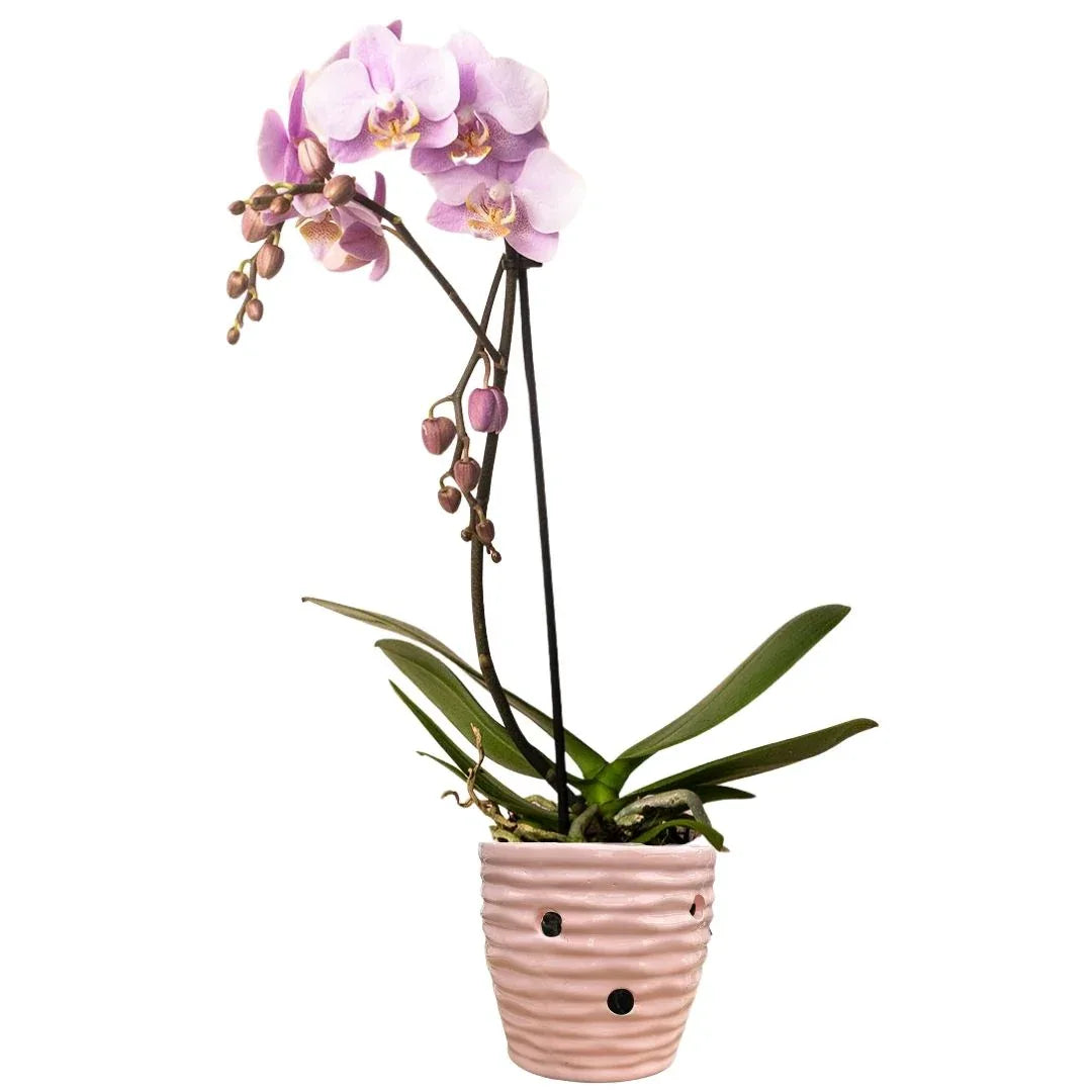 MACETA DE CERAMICA CUNEO ORQUIDEA CHICO - Vivero Yañez 