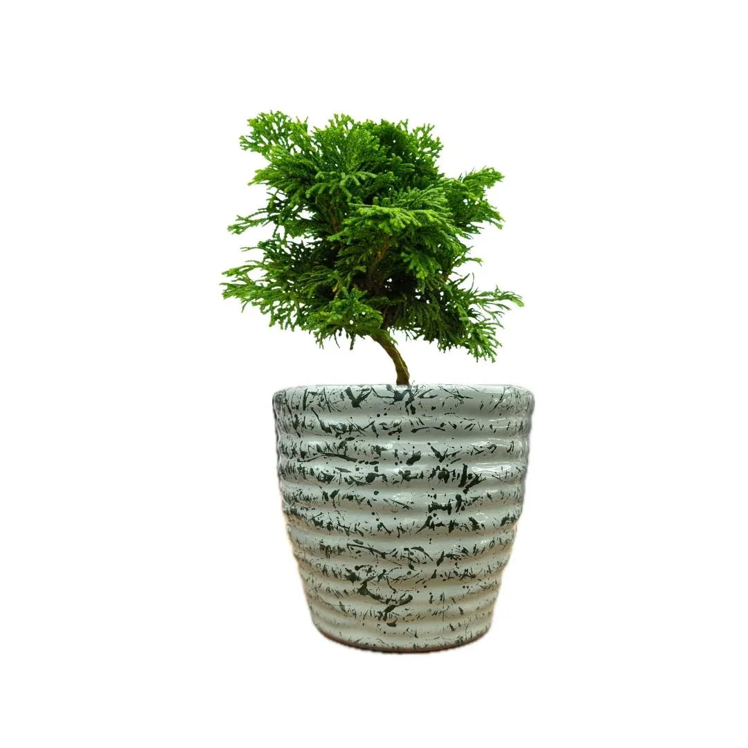 MACETA DE CERAMICA CUNEO CHICO - Vivero Yañez 