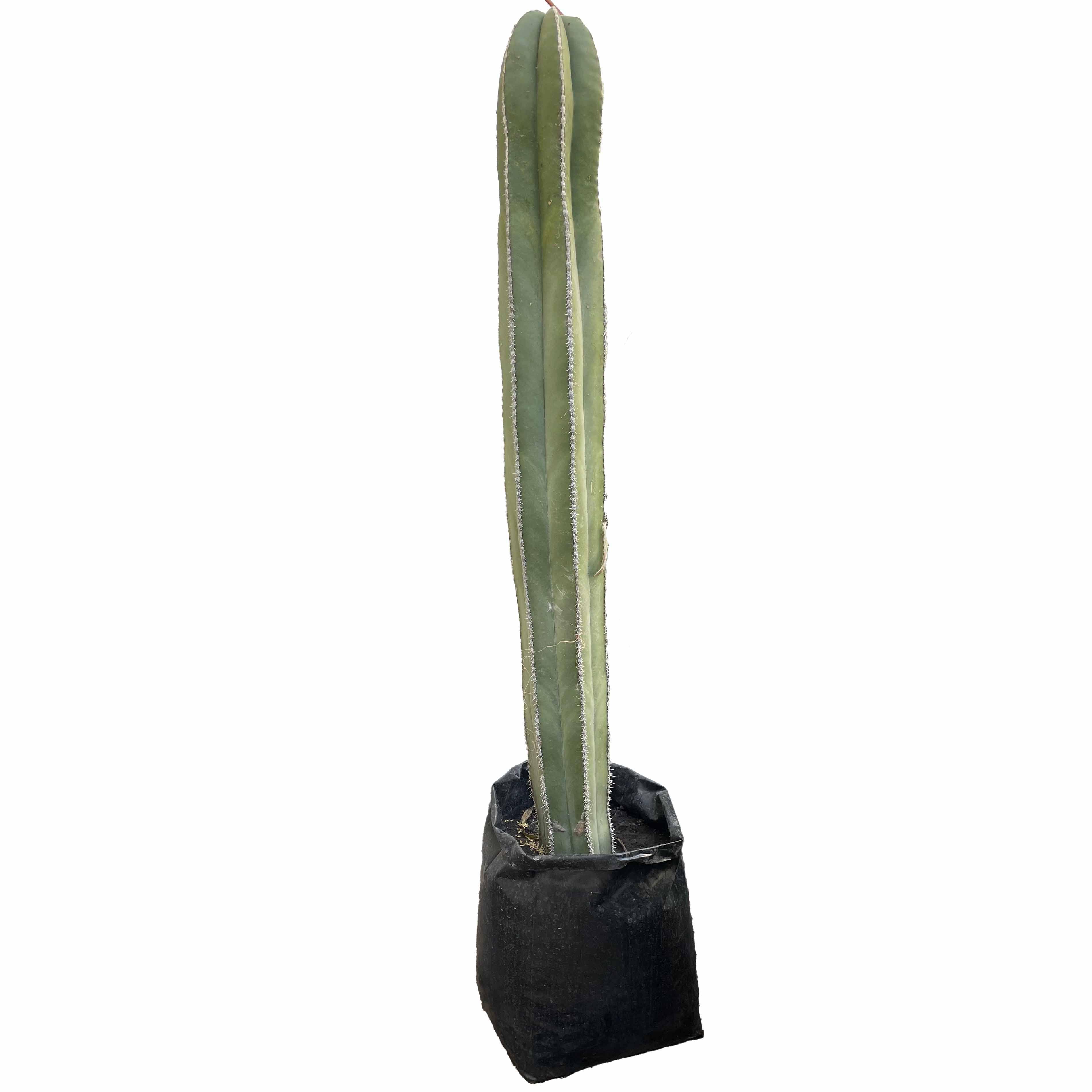CACTUS ORGANO 1.2 M - Vivero Yañez 