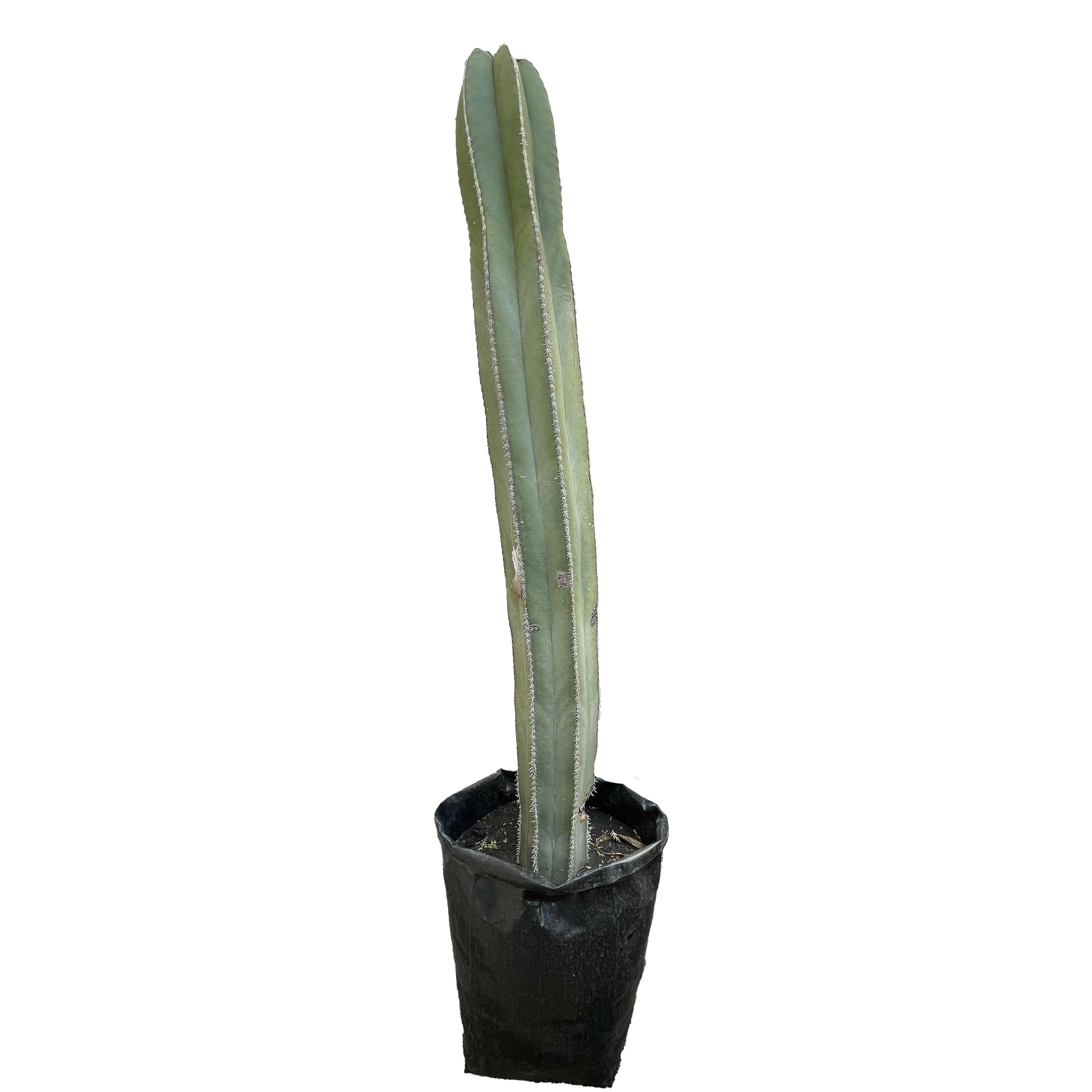 CACTUS ORGANO 1.5 M - Vivero Yañez 