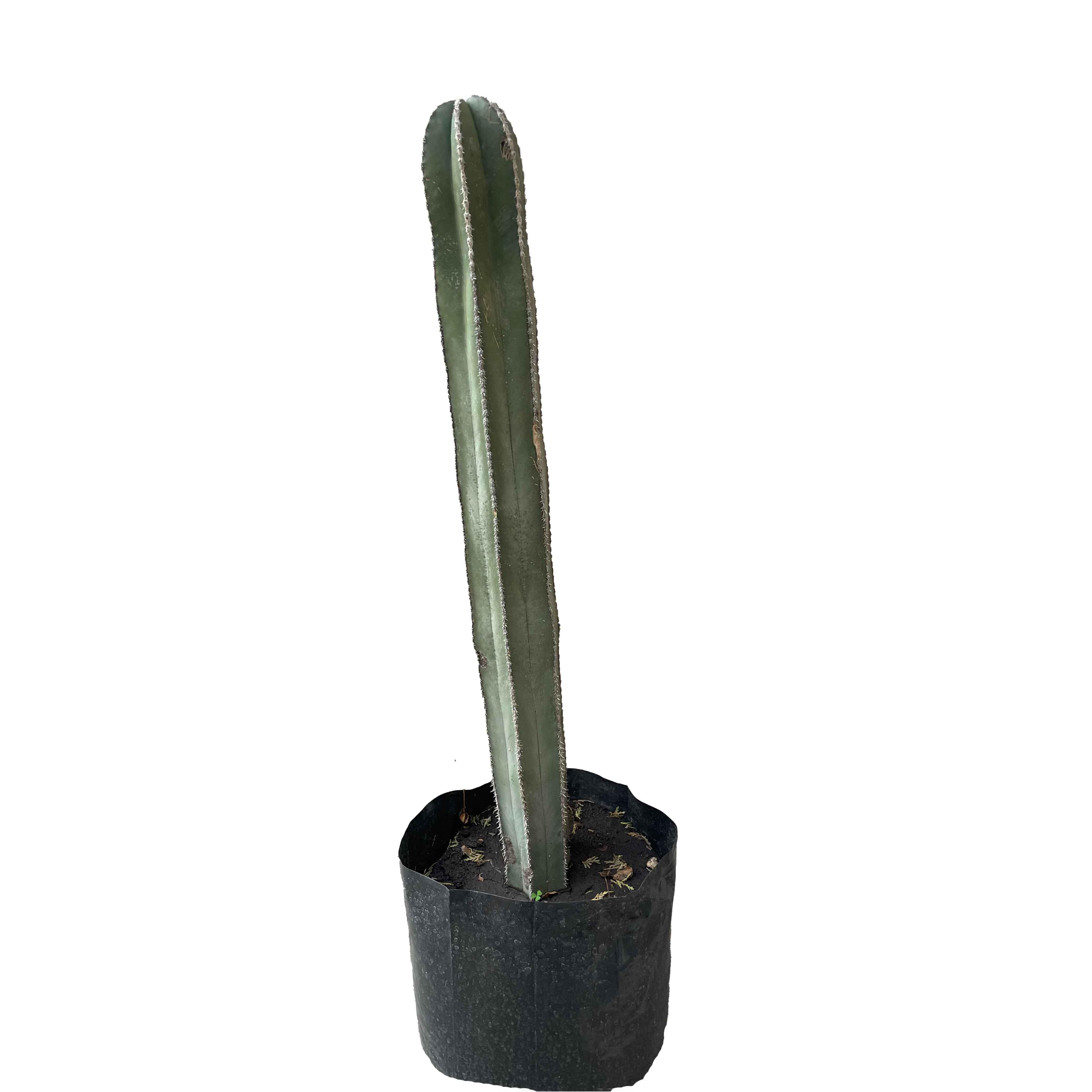 CACTUS ORGANO 1 M - Vivero Yañez 