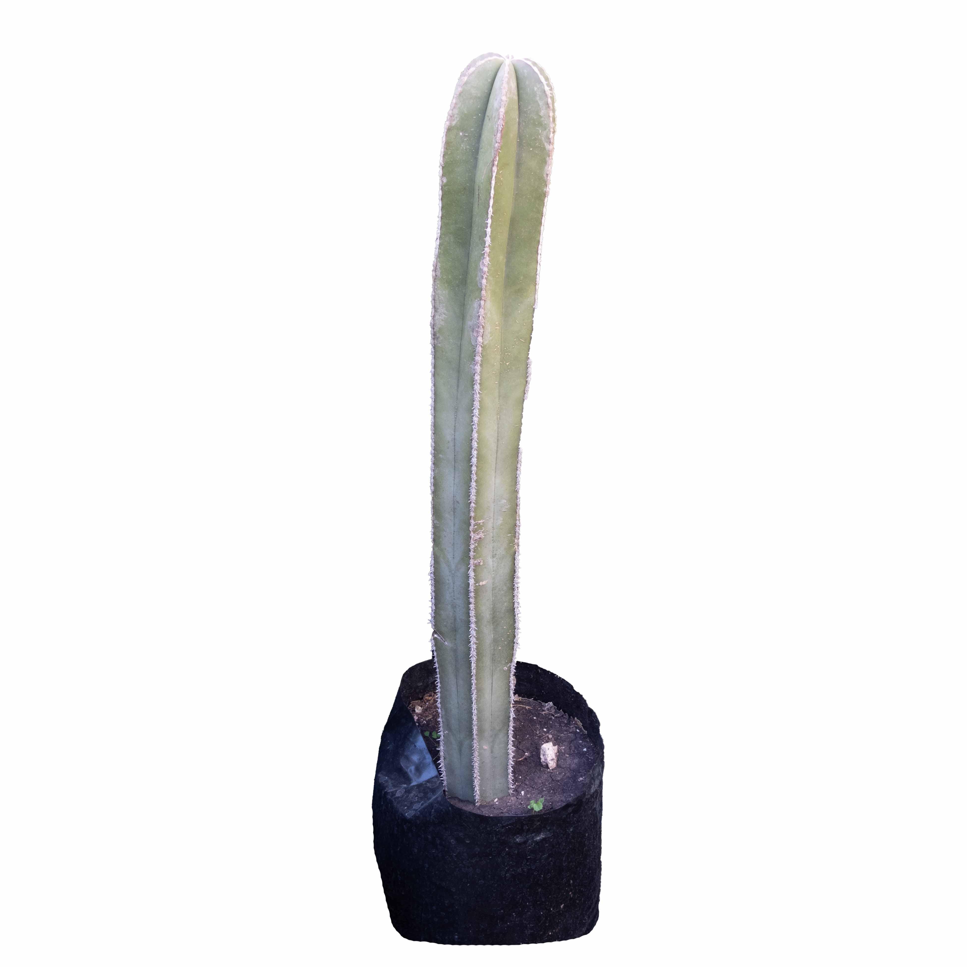 CACTUS ORGANO 70 CM - Vivero Yañez 