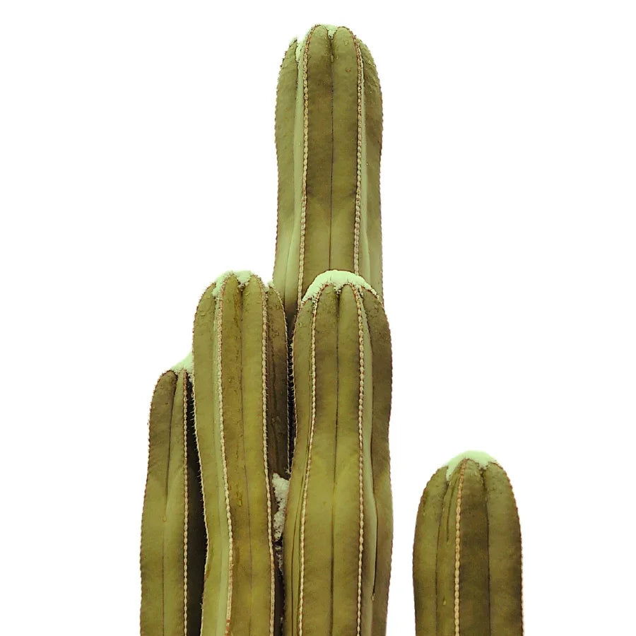 CACTUS ORGANO 1.2 M - Vivero Yañez 