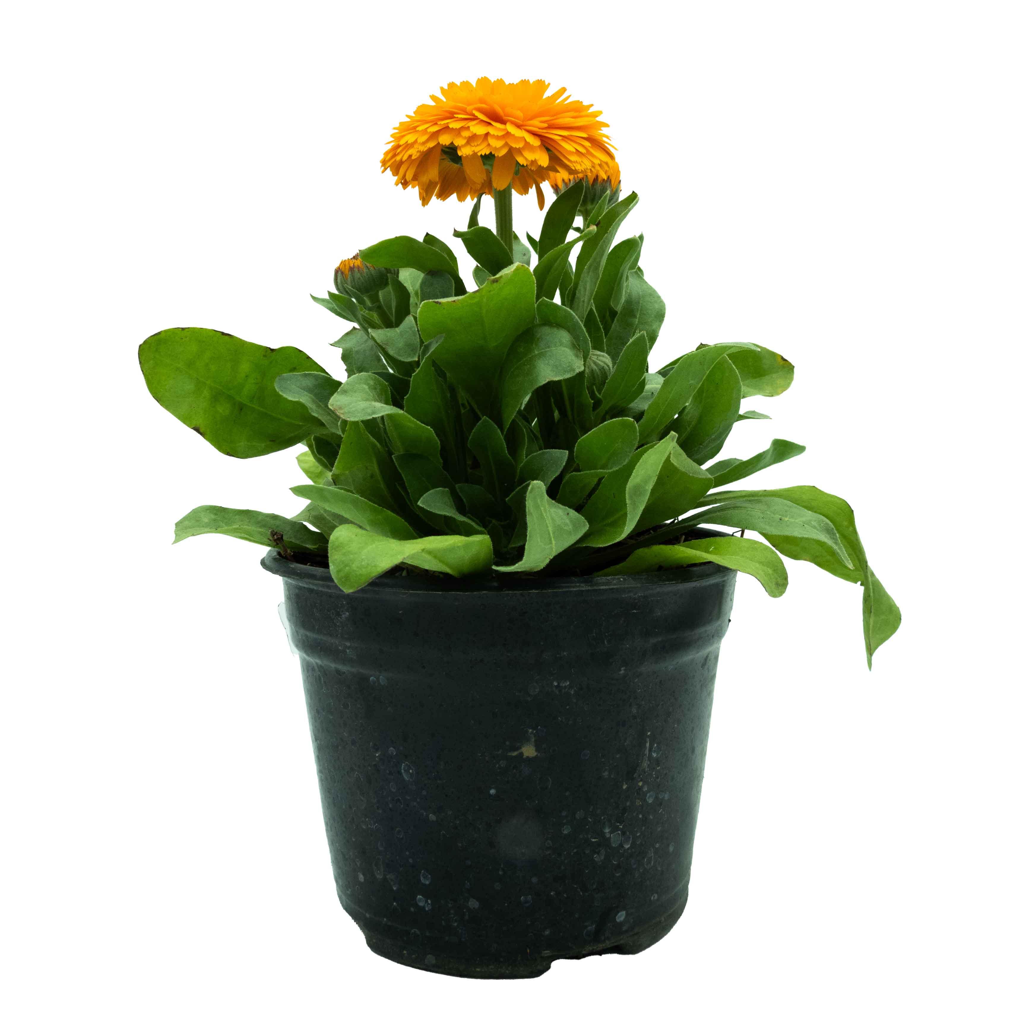 CALENDULA - Vivero Yañez 