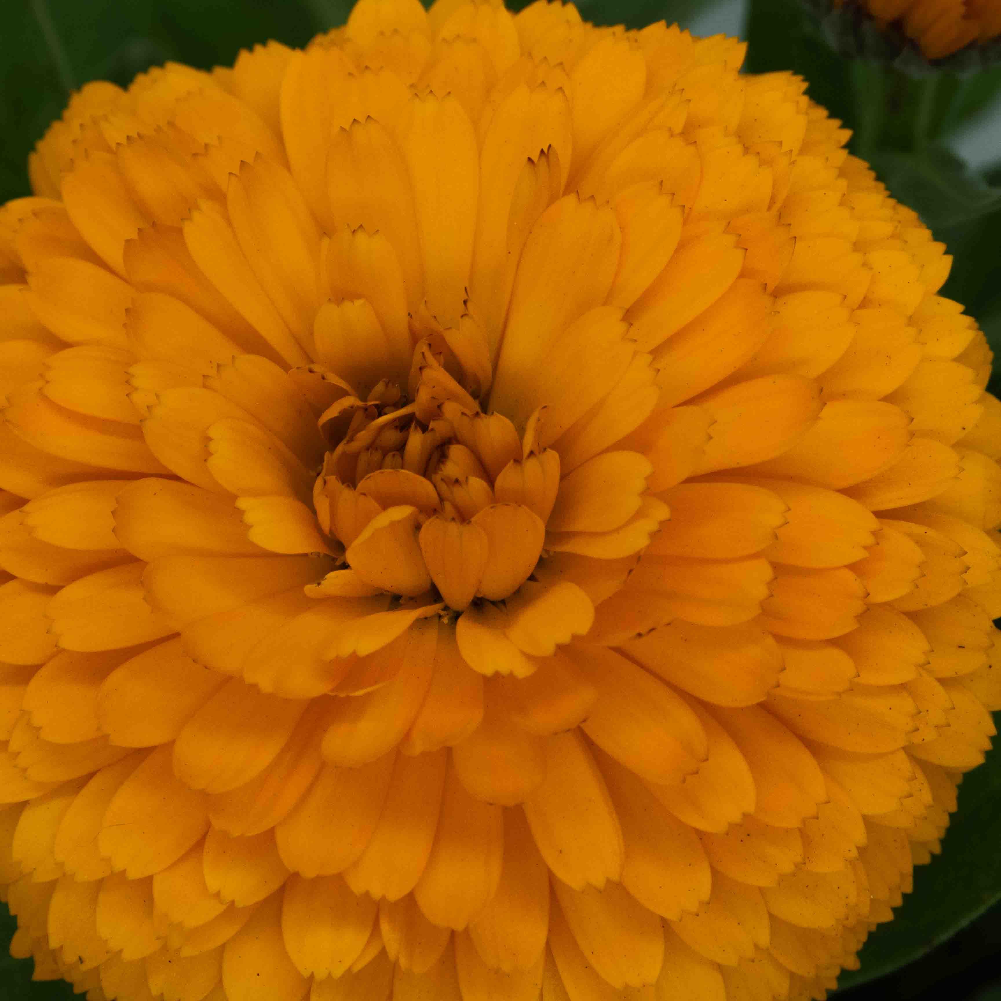 CALENDULA - Vivero Yañez 