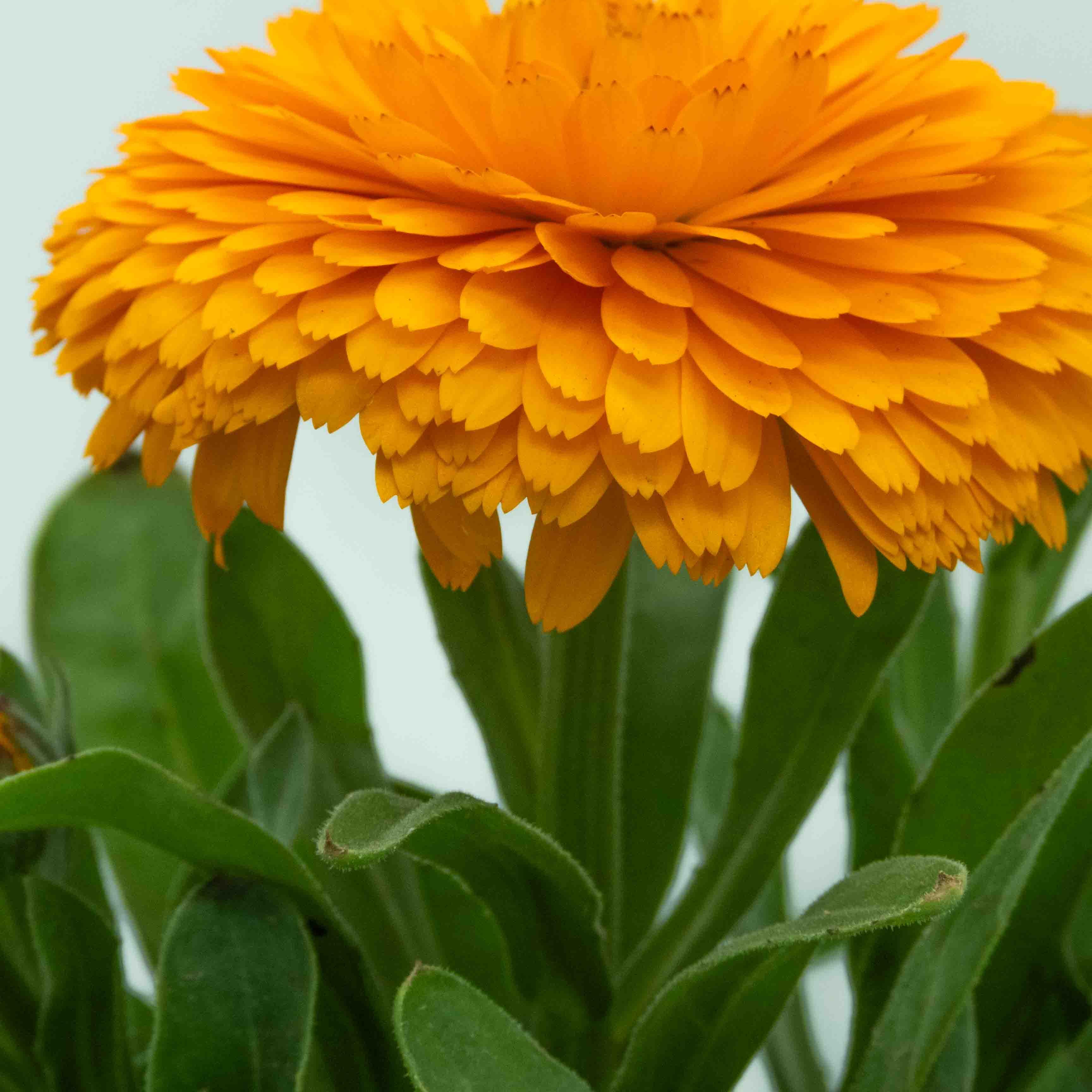 CALENDULA - Vivero Yañez 