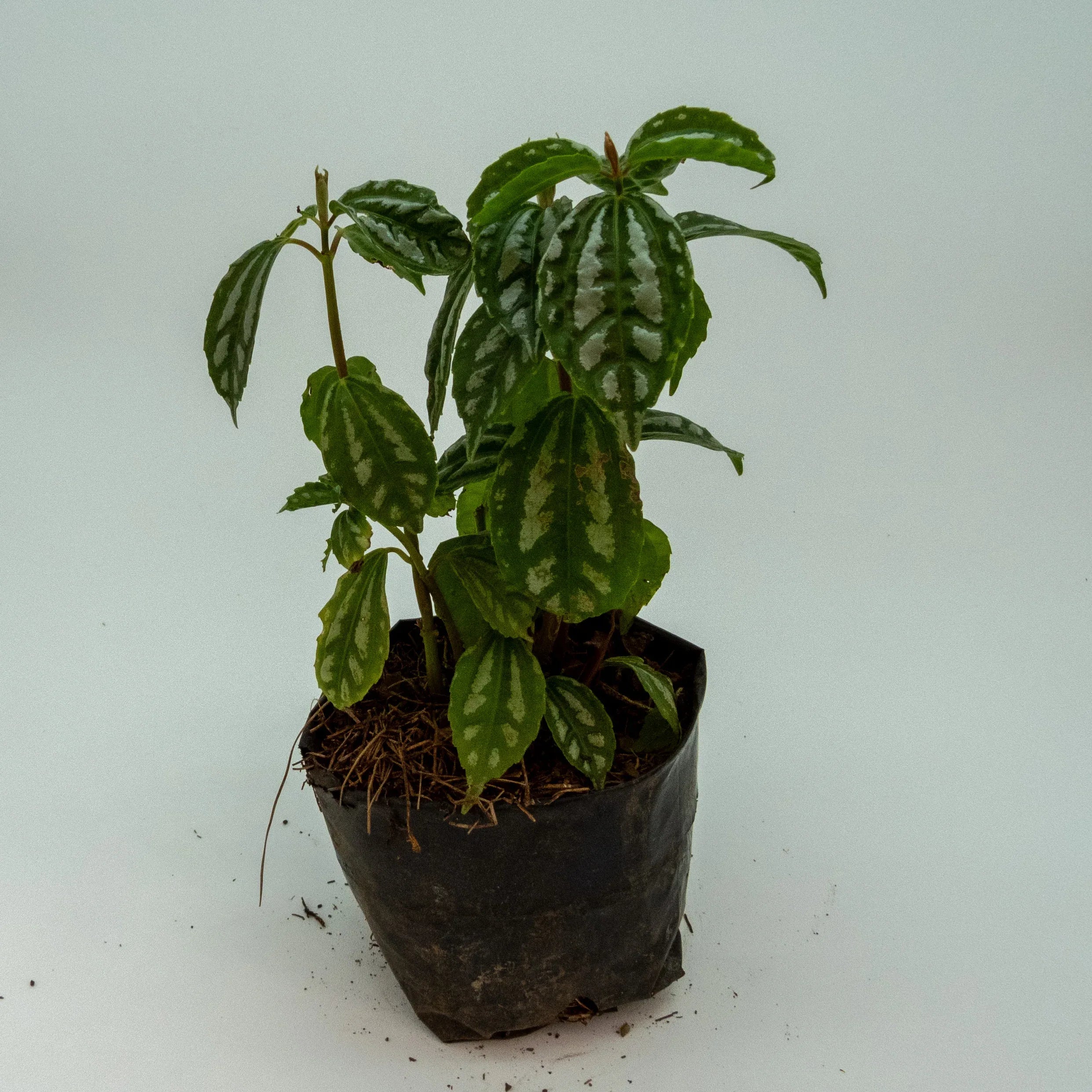 CASCARA DE SANDIA CHICO - Vivero Yañez 