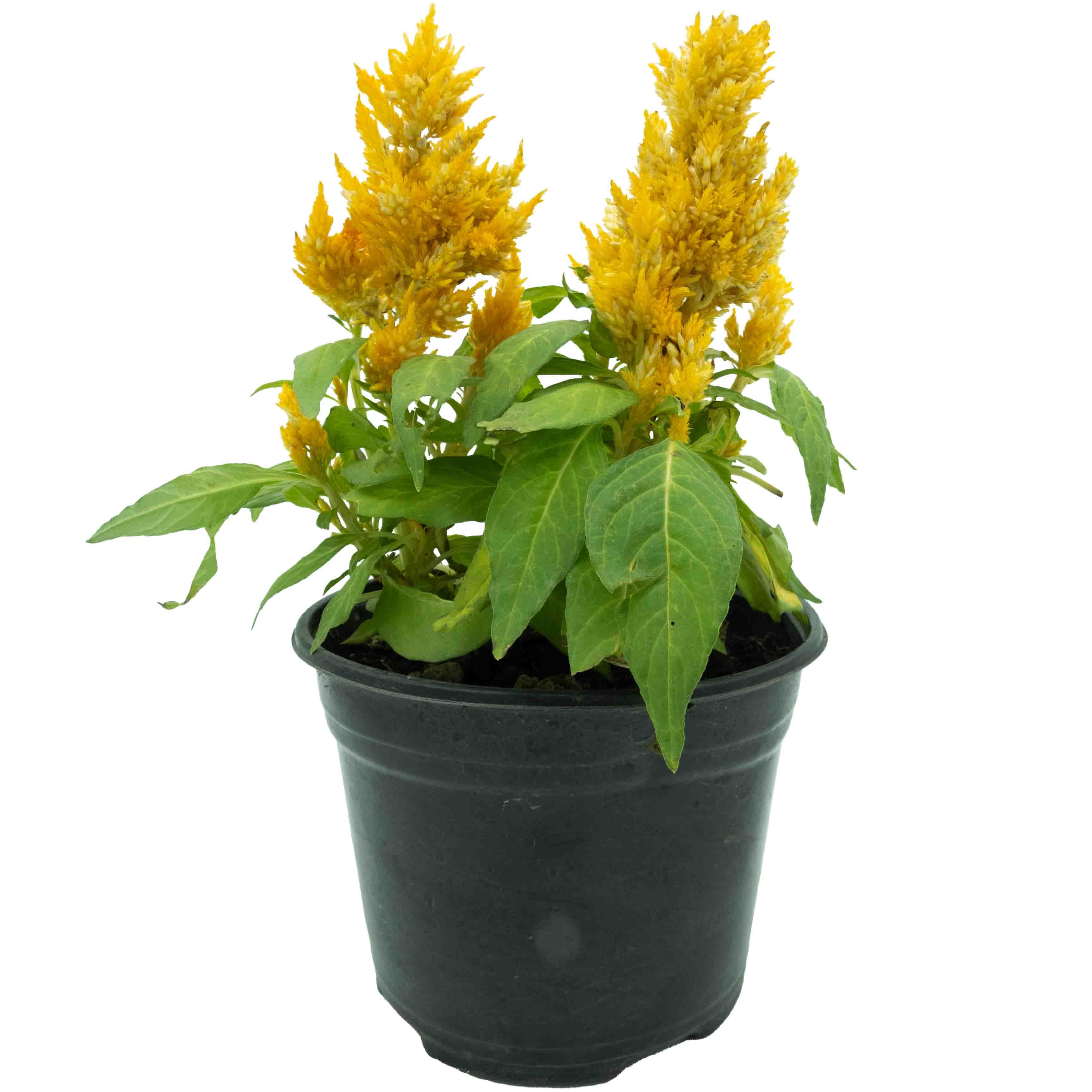 CELOSIA - Vivero Yañez 