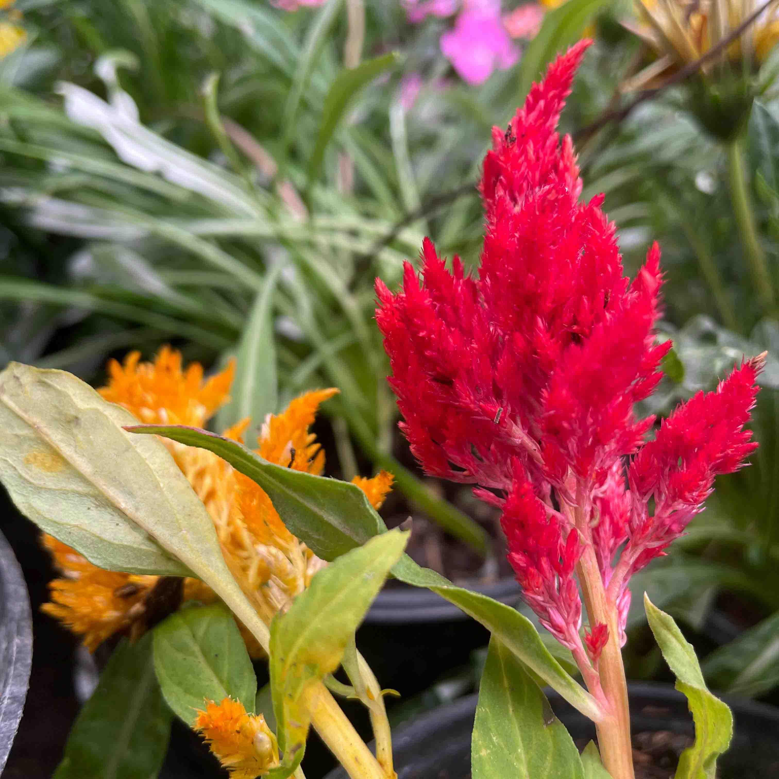 CELOSIA - Vivero Yañez 