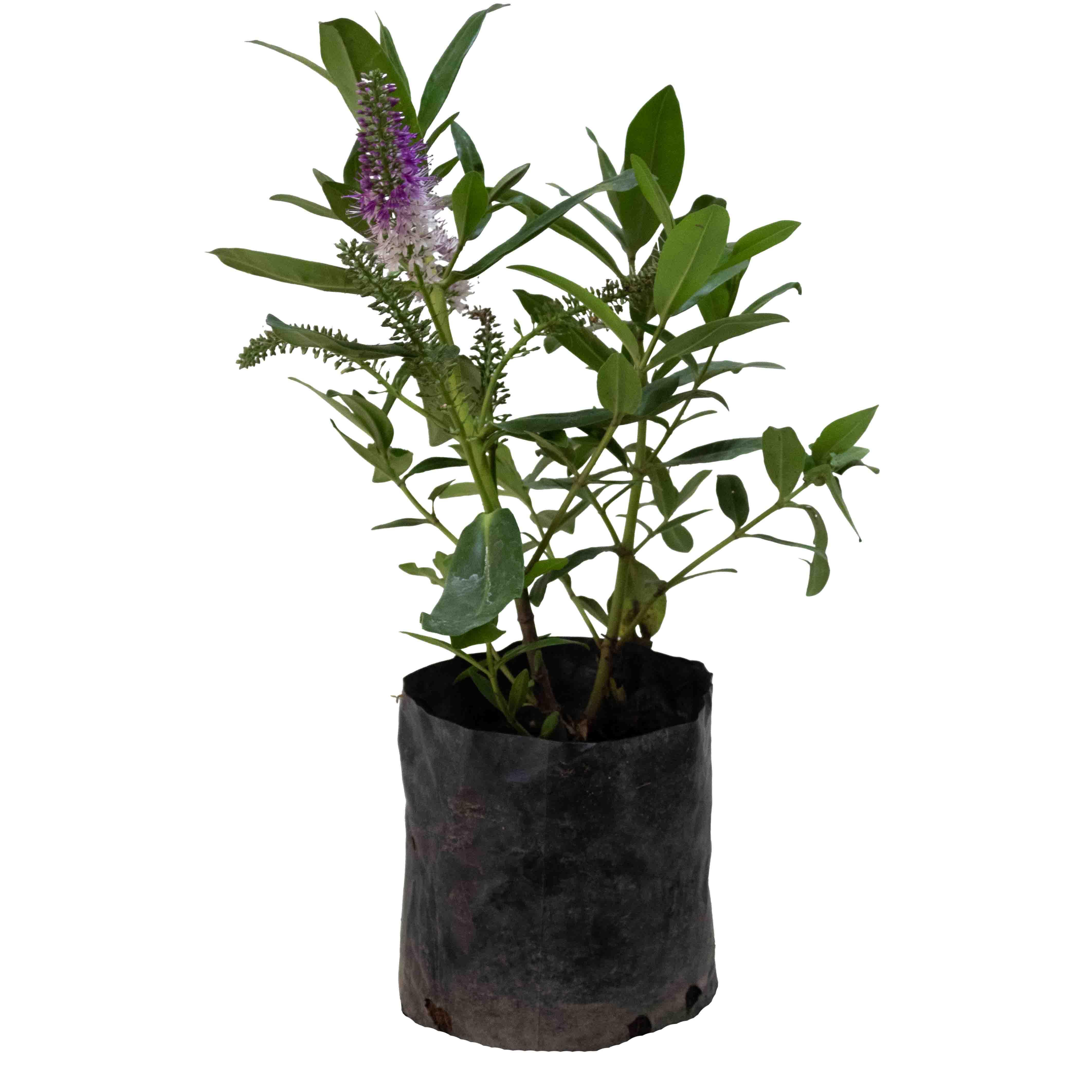 CEPILLO DE VERONICA - Vivero Yañez 