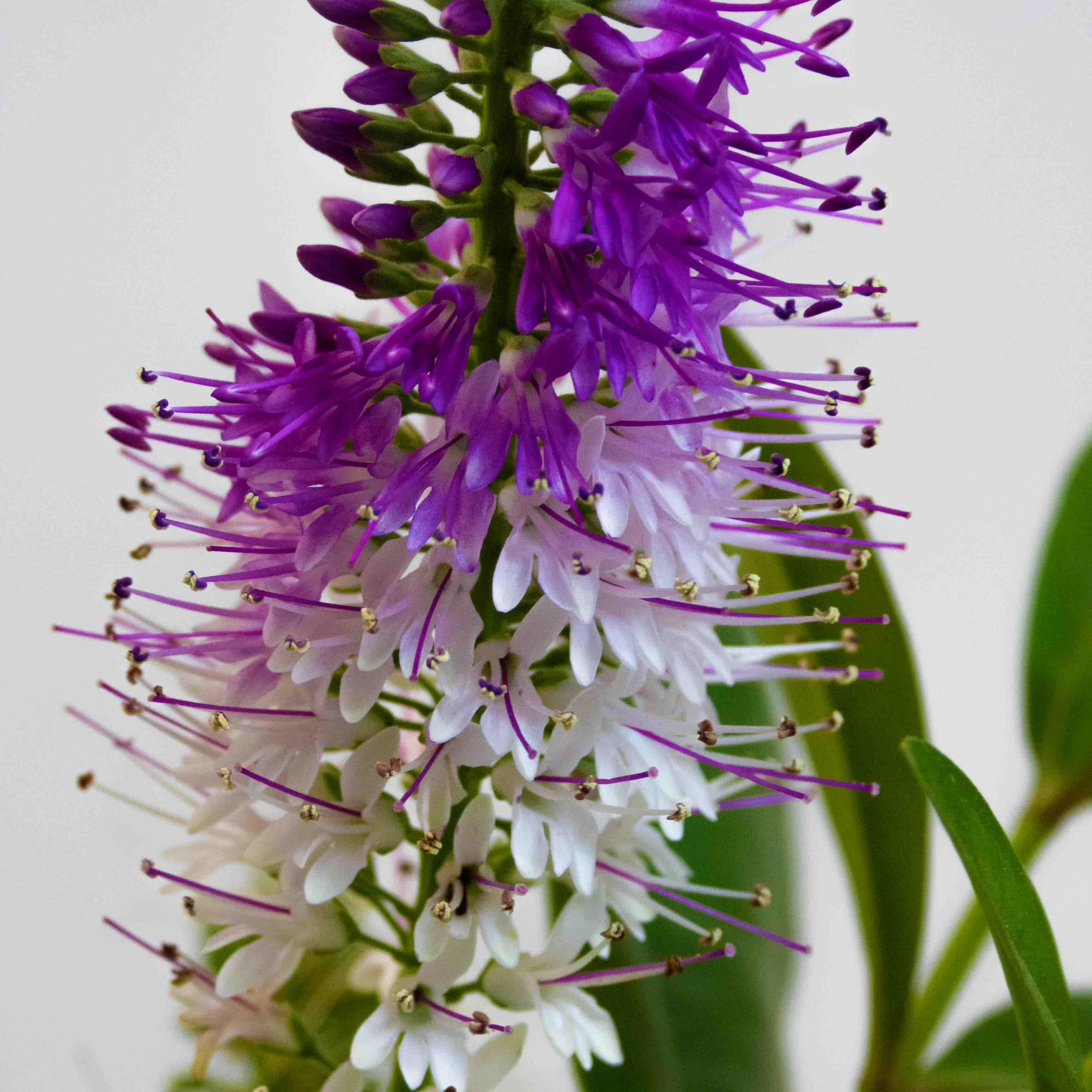 CEPILLO DE VERONICA - Vivero Yañez 