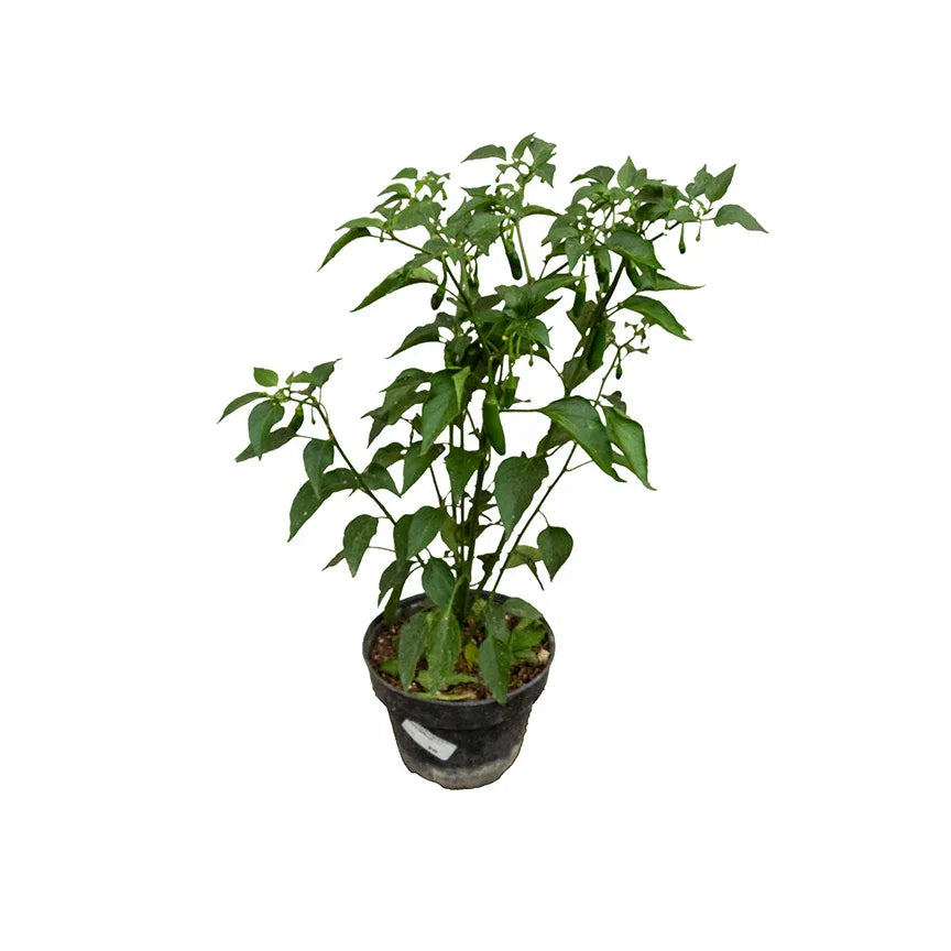 CHILE SERRANO GRANDE - Vivero Yañez 