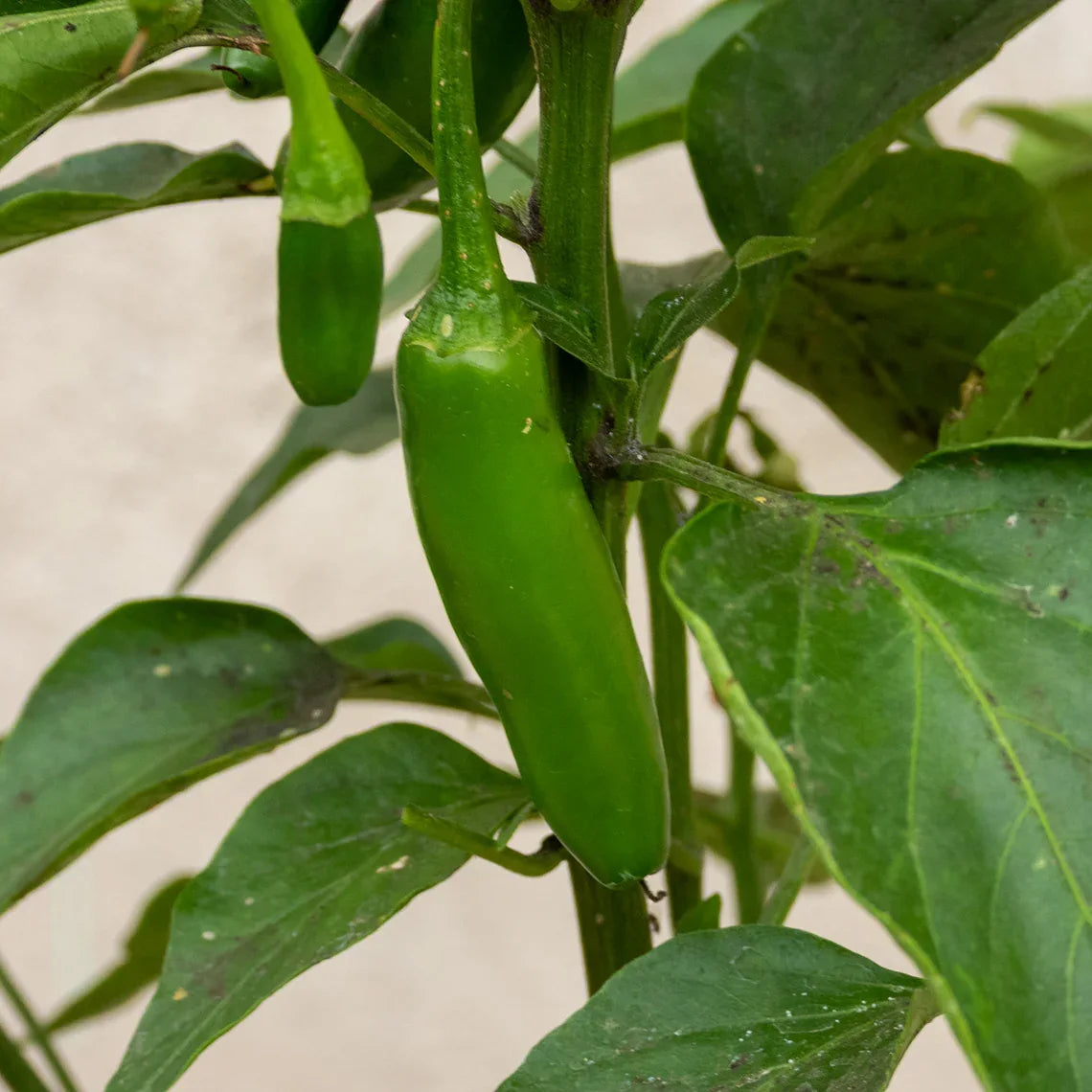 CHILE SERRANO GRANDE - Vivero Yañez 