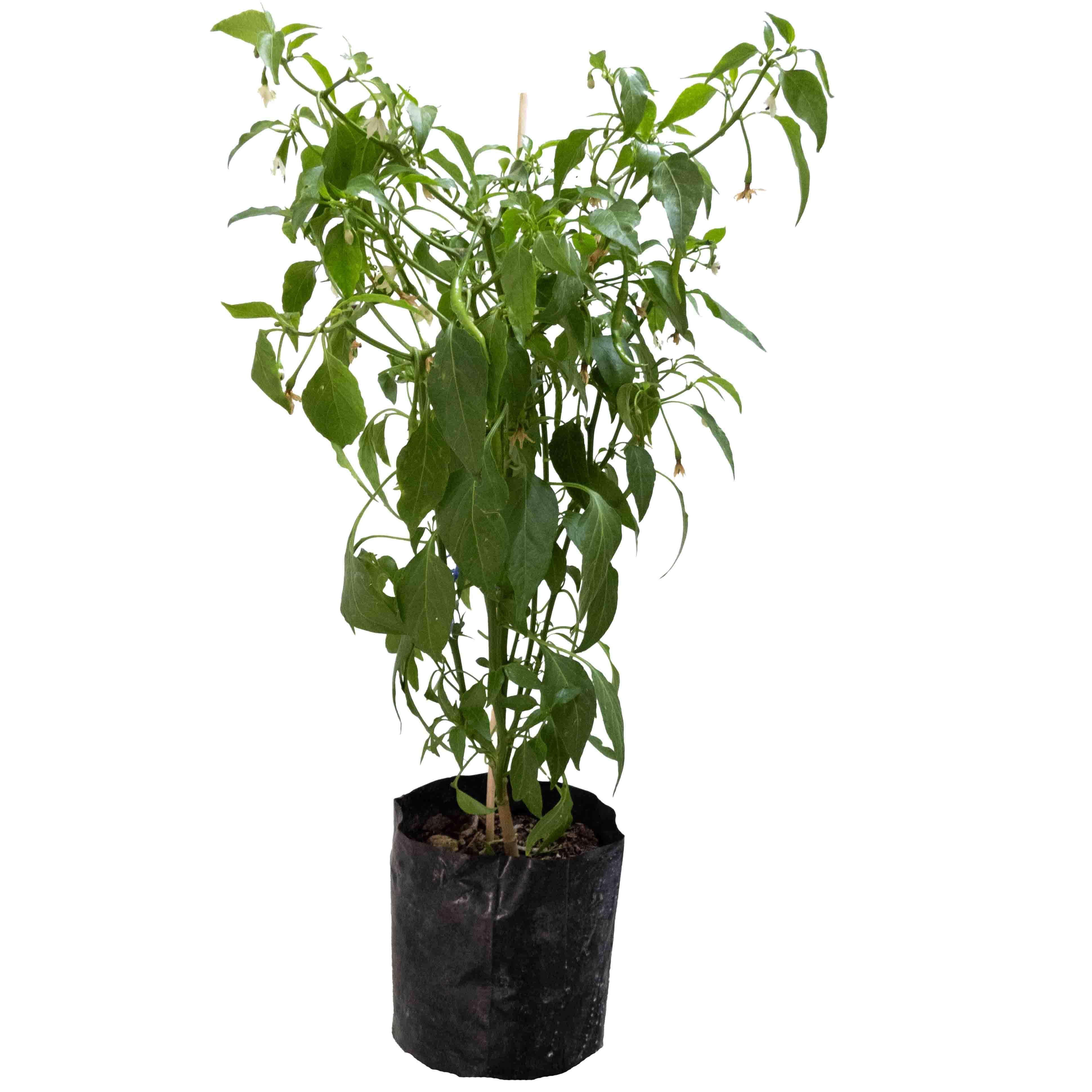 CHILE DE ARBOL - Vivero Yañez 