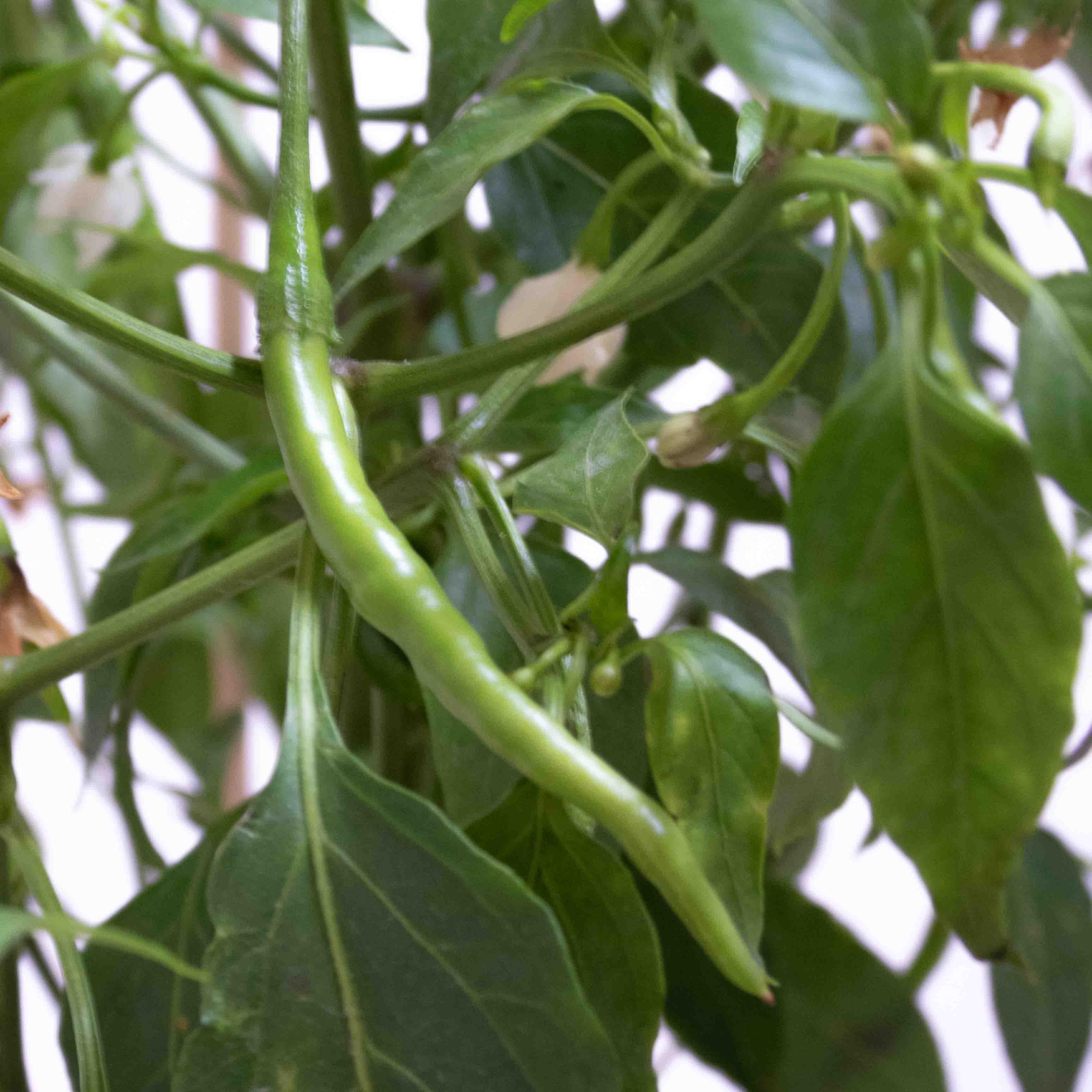 CHILE DE ARBOL - Vivero Yañez 