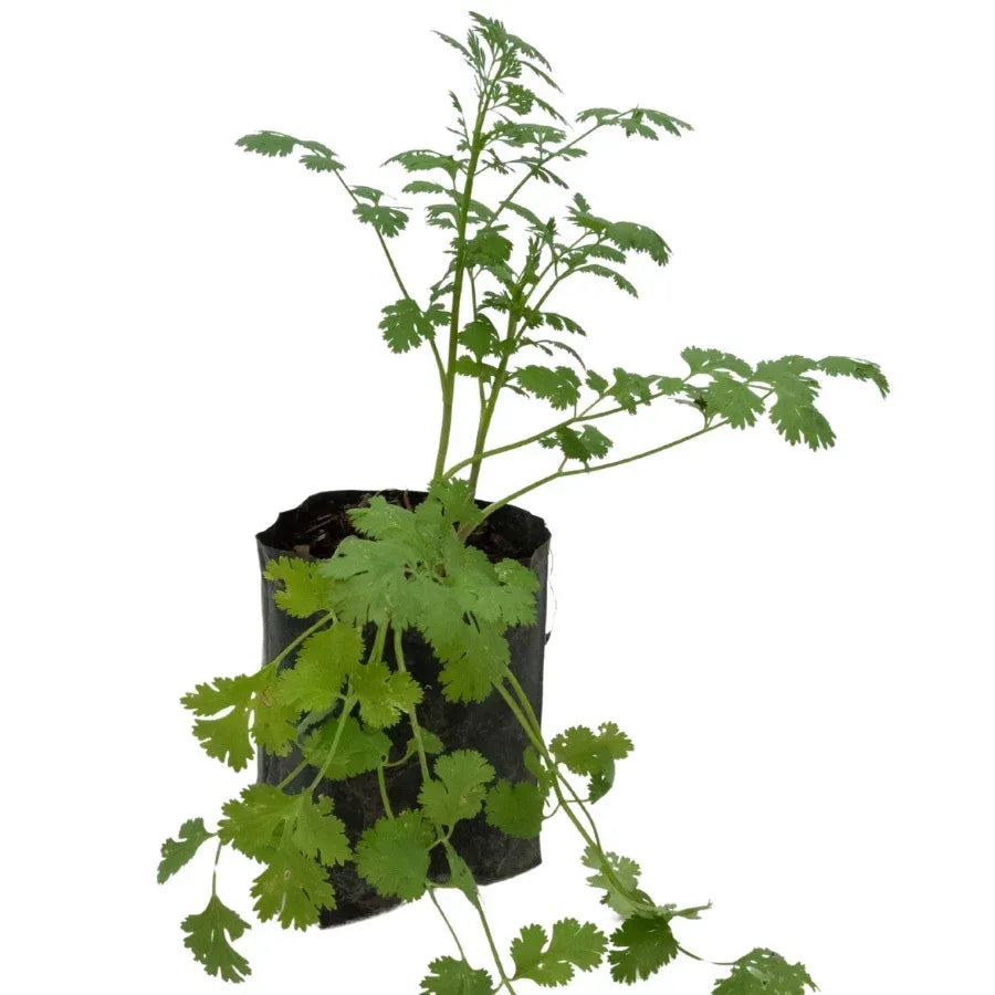 CILANTRO - Vivero Yañez 