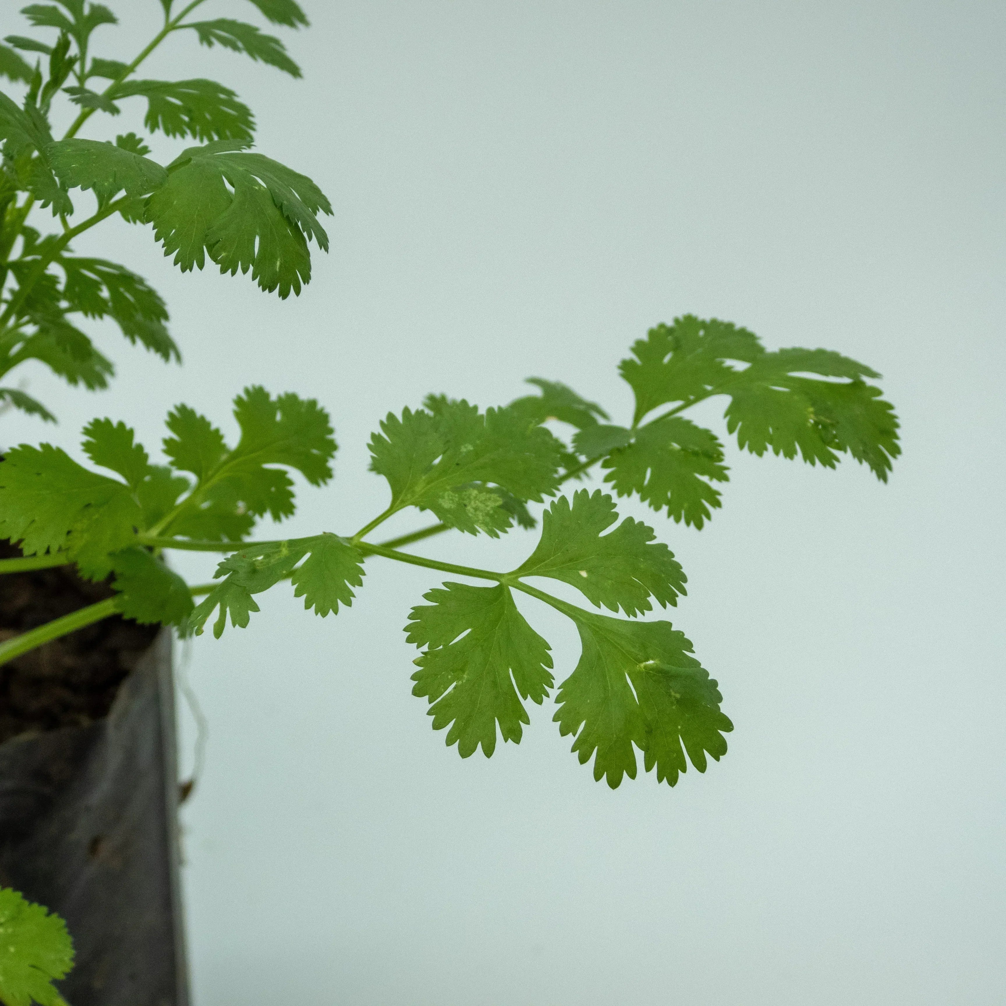 CILANTRO - Vivero Yañez 