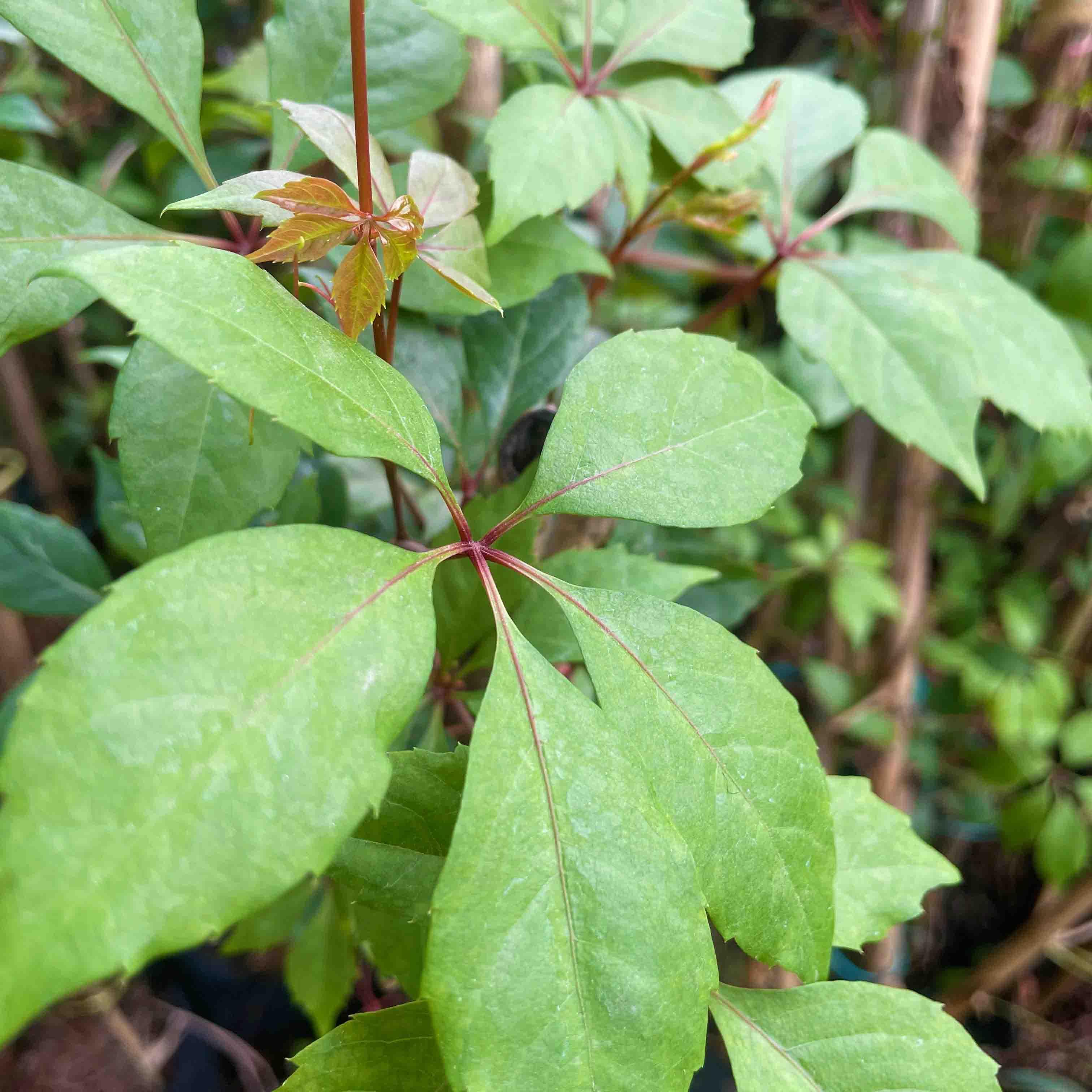 CISSUS - Vivero Yañez 