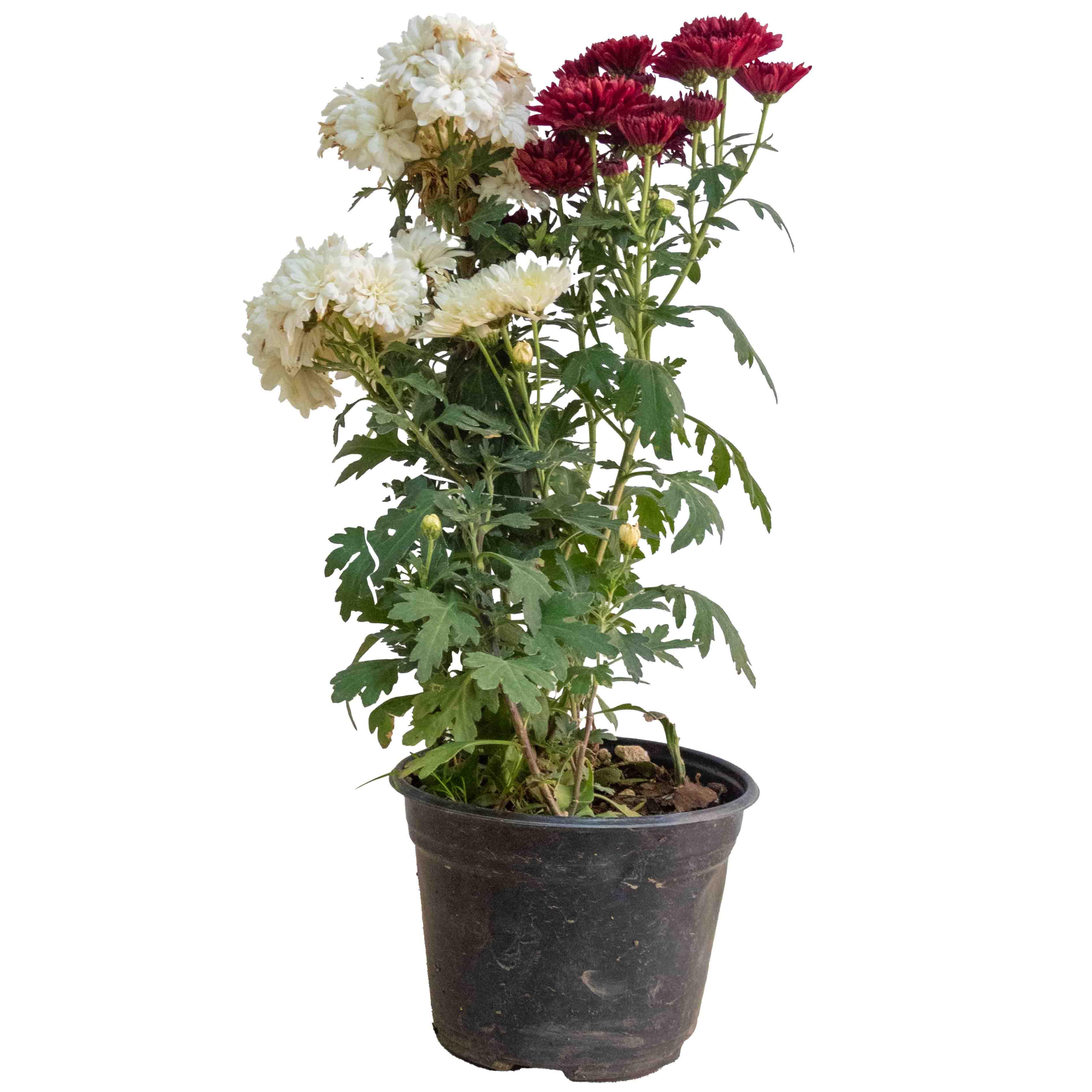 CRISANTEMO - Vivero Yañez 