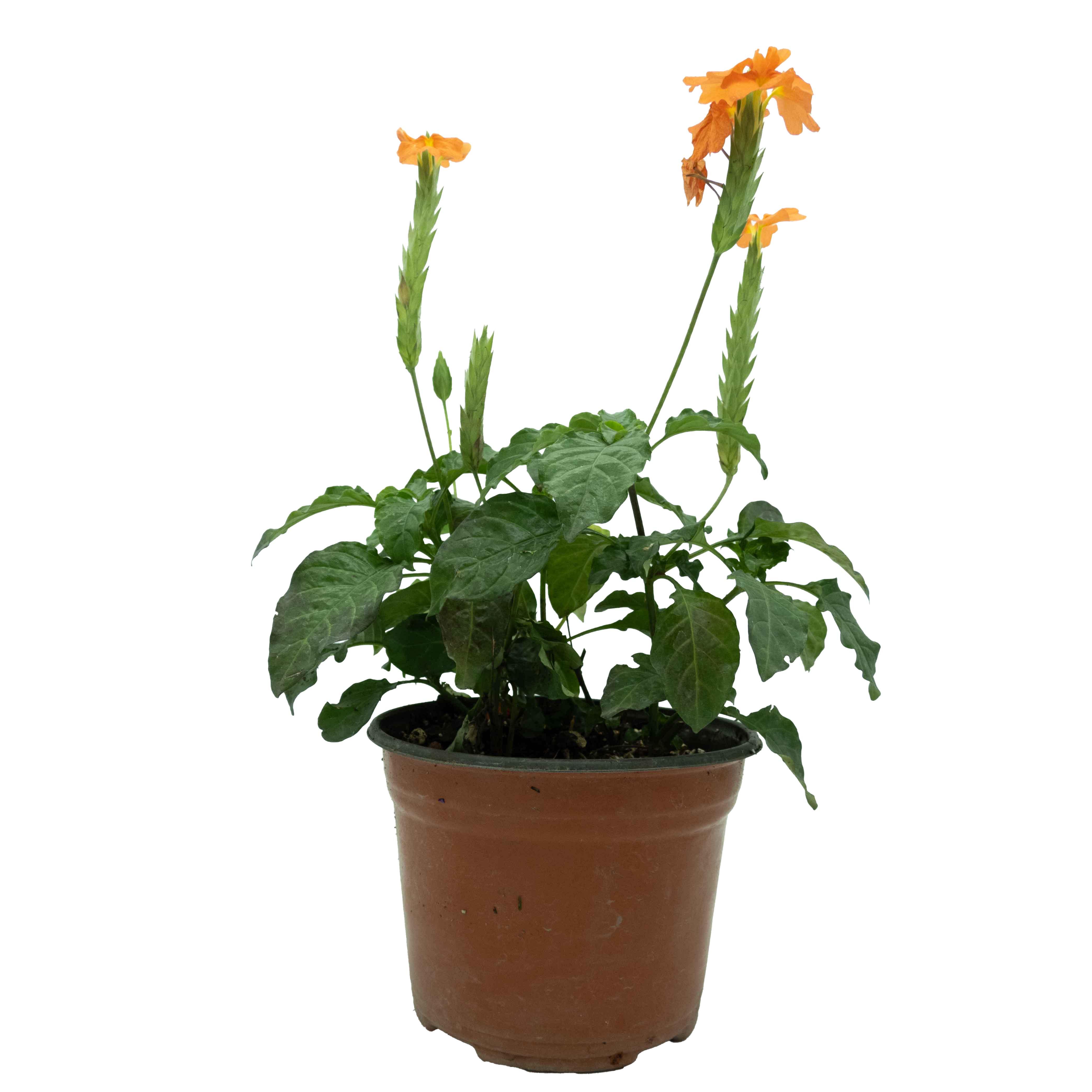 CROSANDRA - Vivero Yañez 