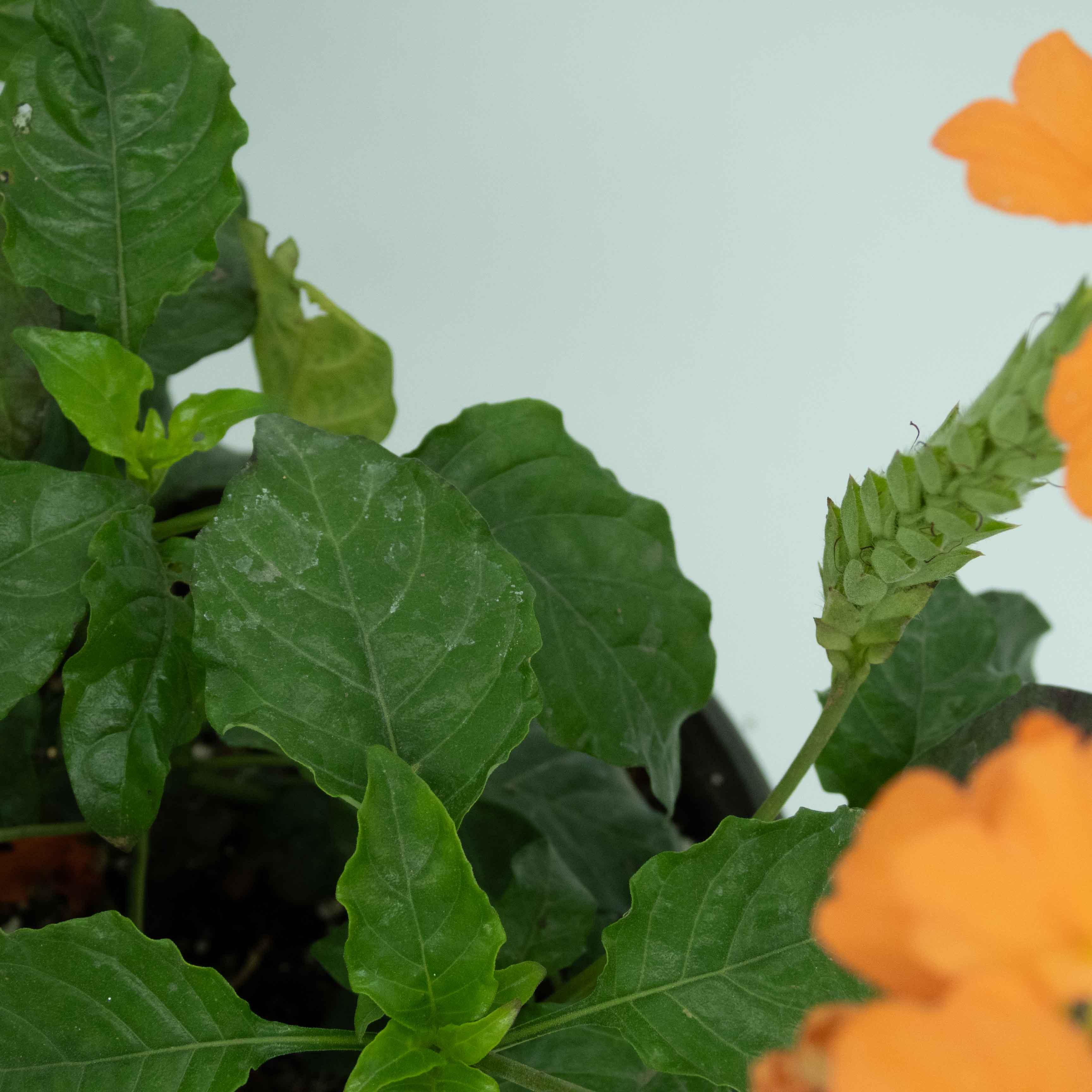 CROSANDRA - Vivero Yañez 