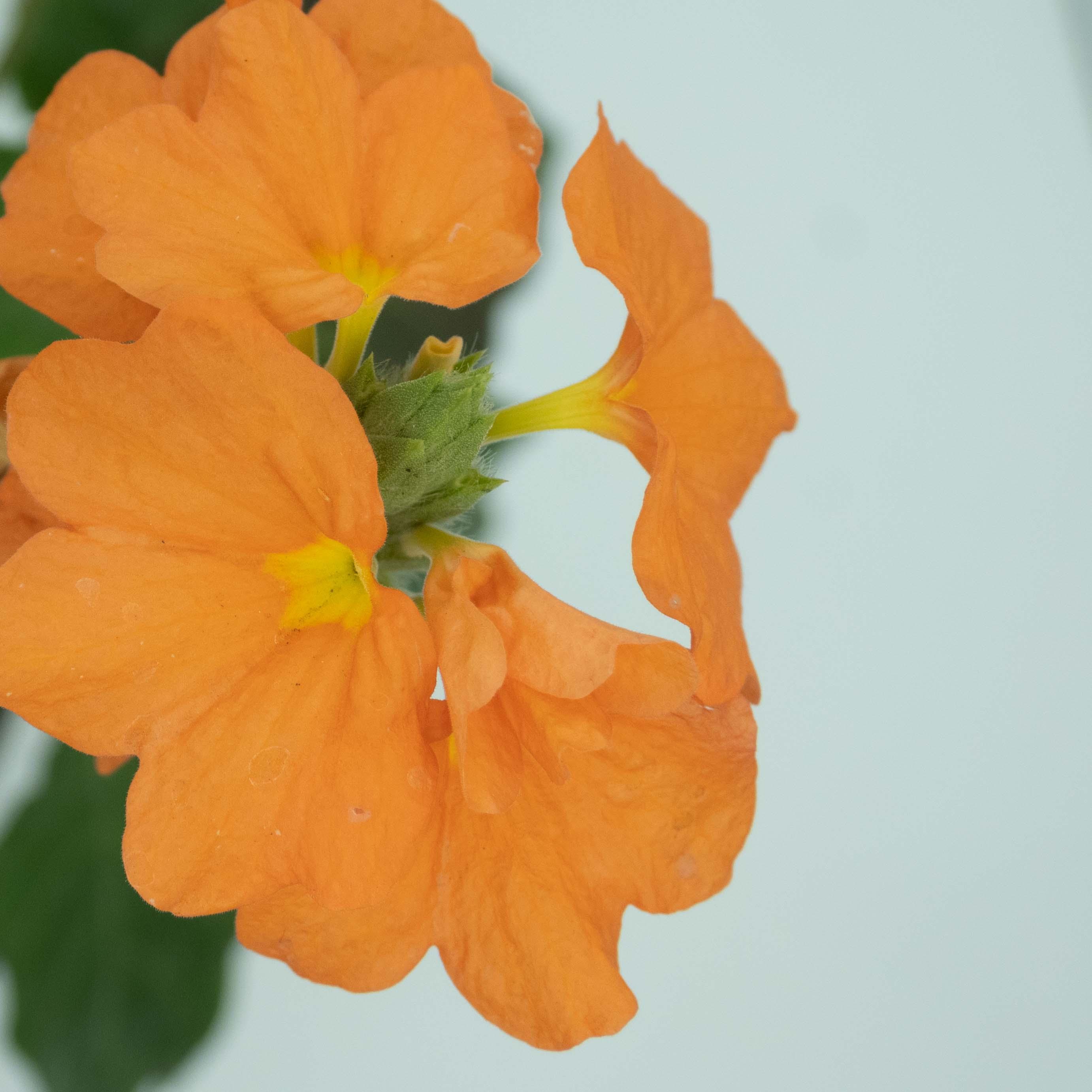 CROSANDRA - Vivero Yañez 
