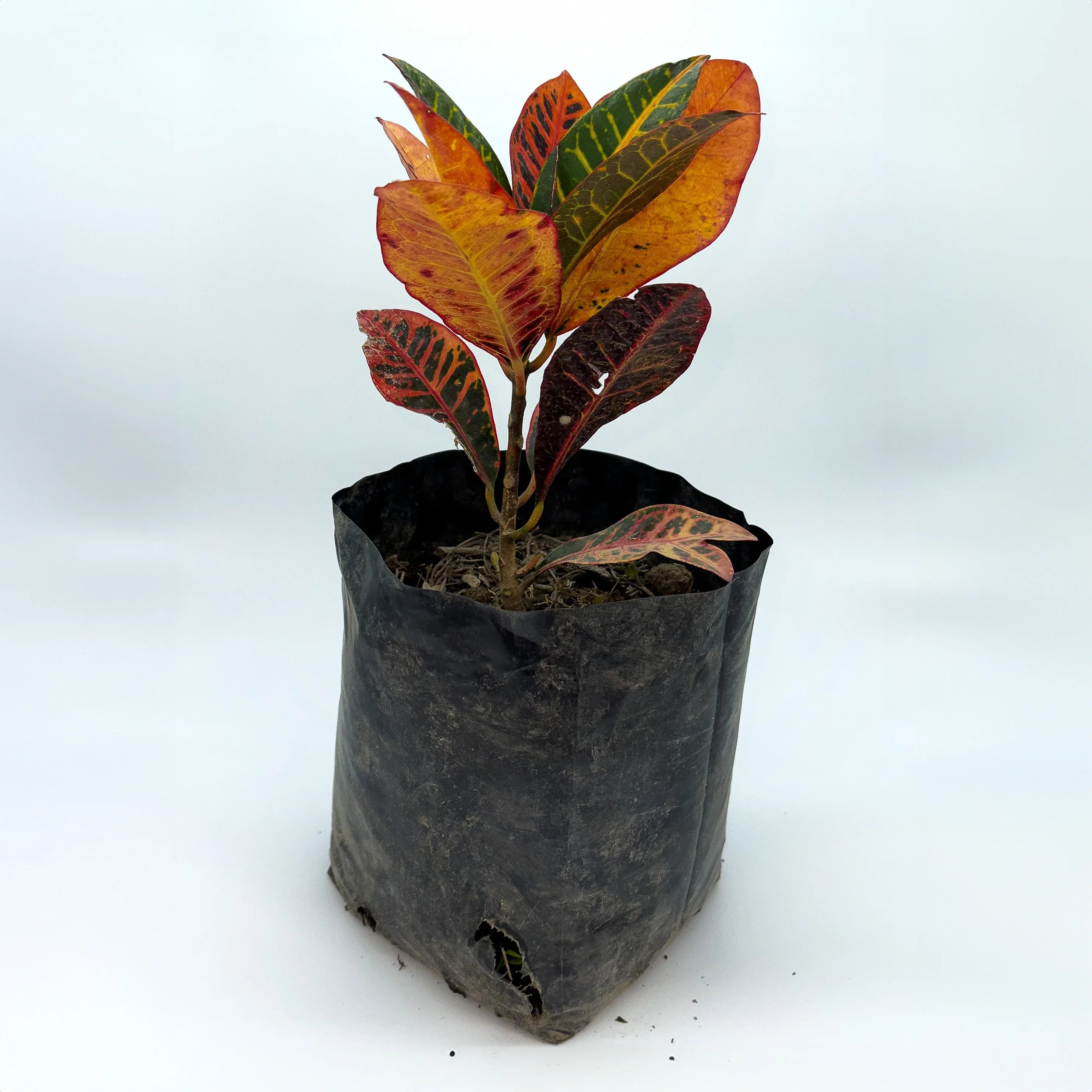 CROTON PETRA CHICO - Vivero Yañez 