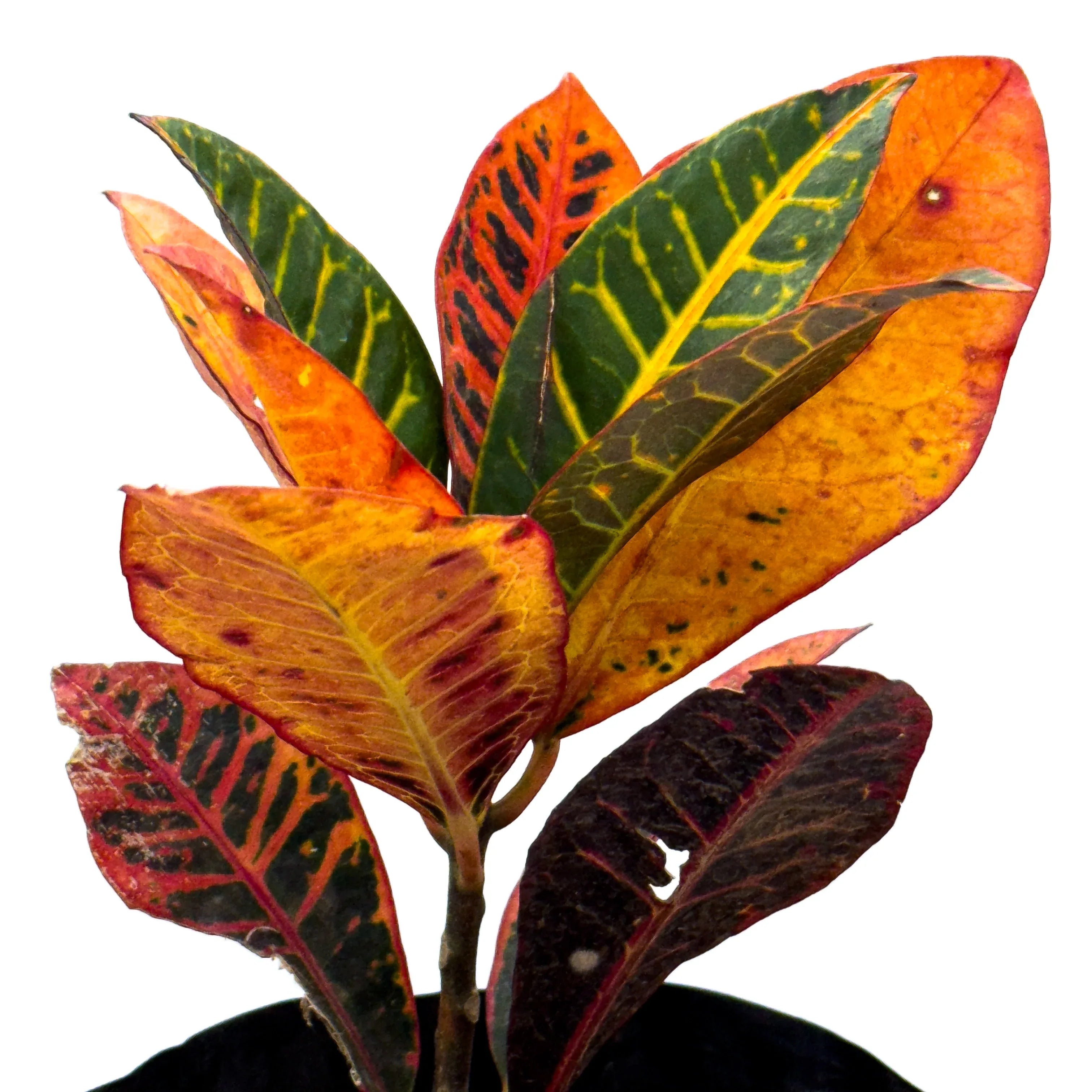 CROTON PETRA CHICO - Vivero Yañez 