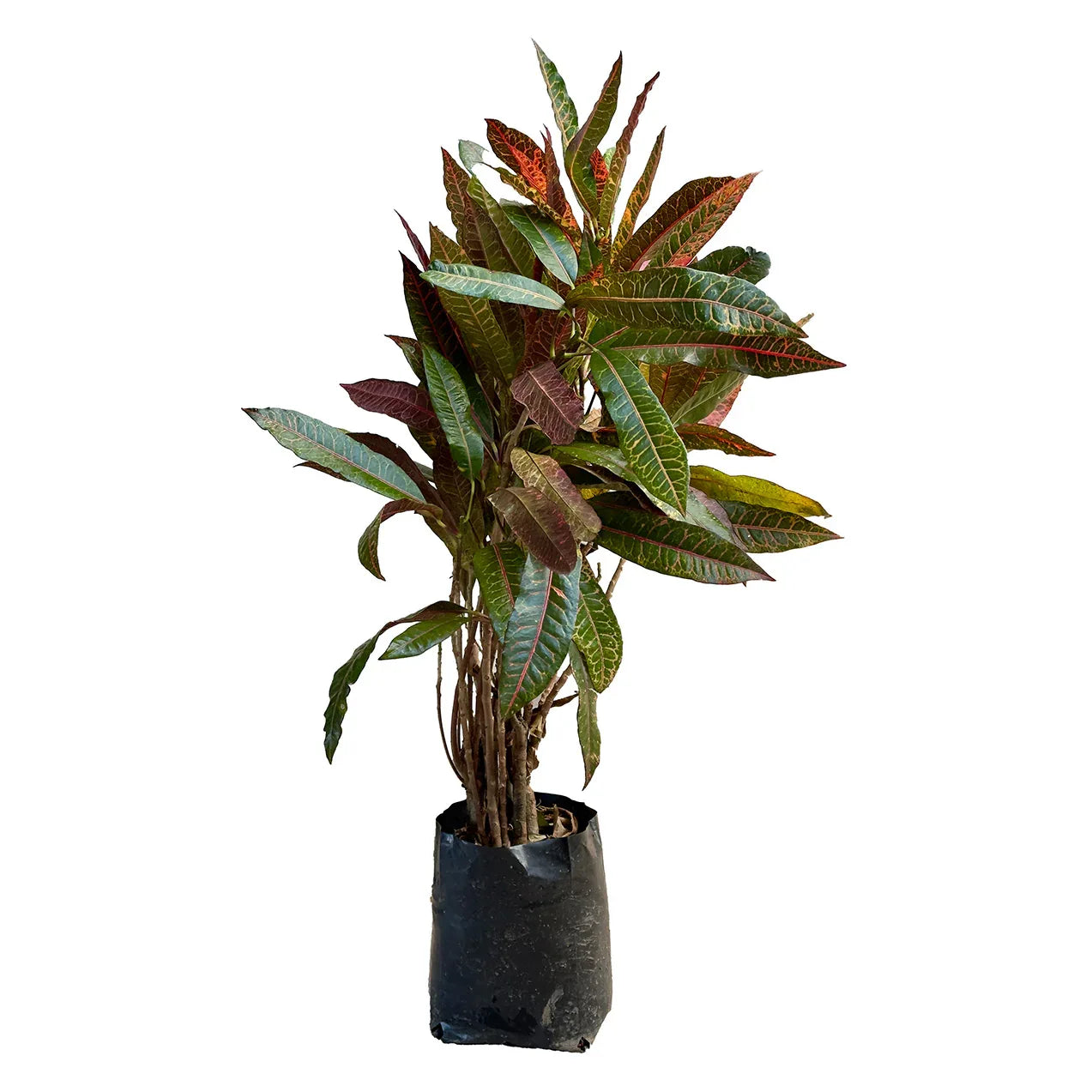 CROTON PETRA GRANDE - Vivero Yañez 