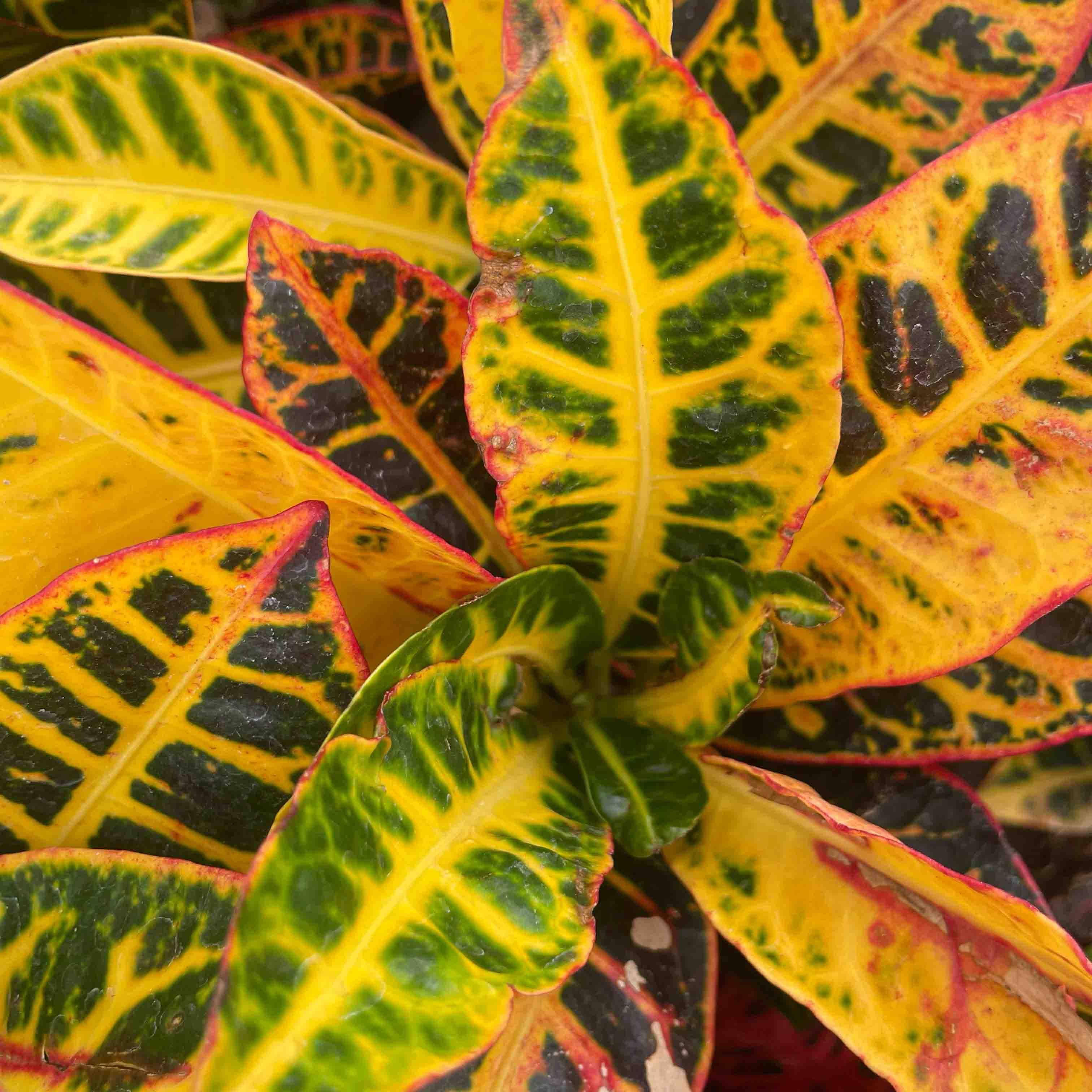 CROTON PETRA GRANDE - Vivero Yañez 