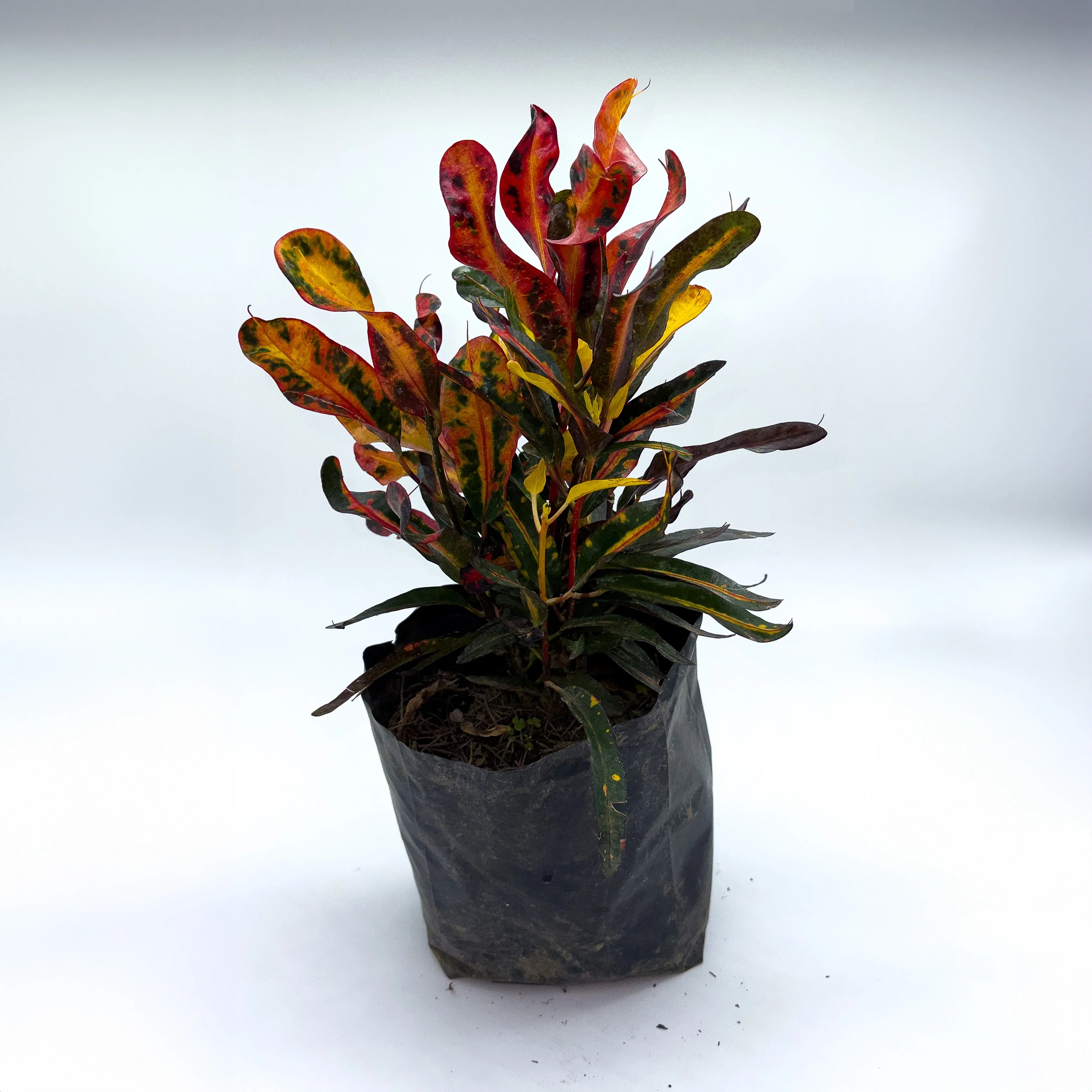 CROTON TORNILLO - Vivero Yañez 