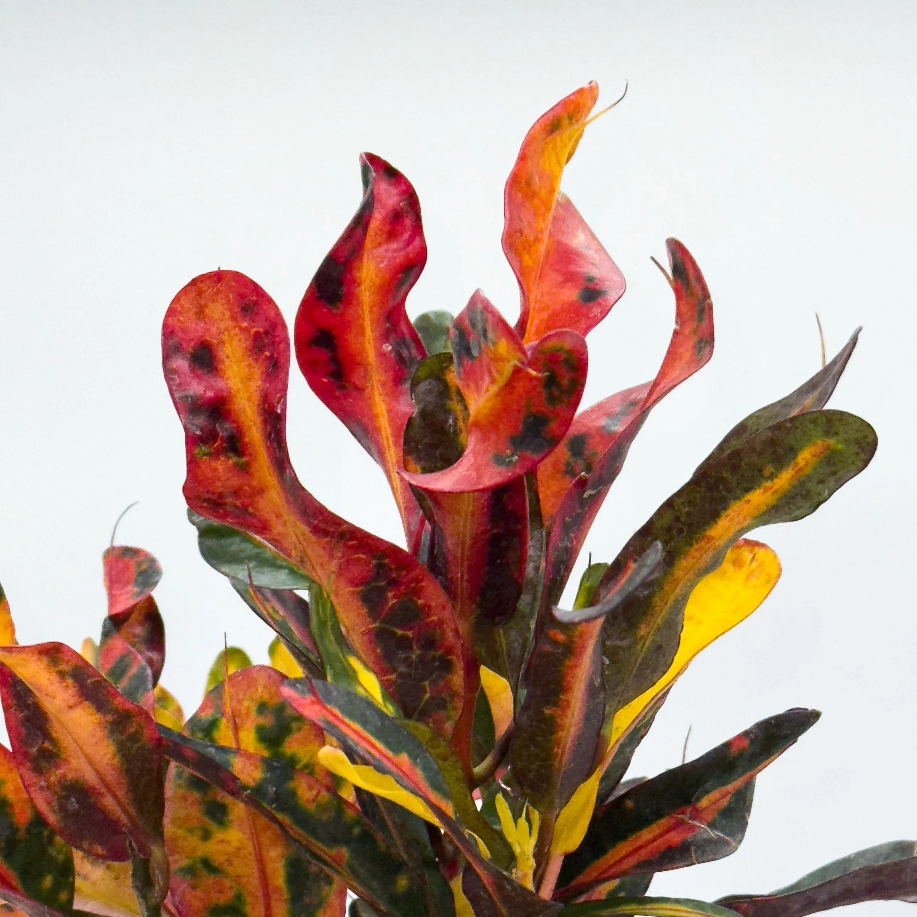 CROTON TORNILLO - Vivero Yañez 