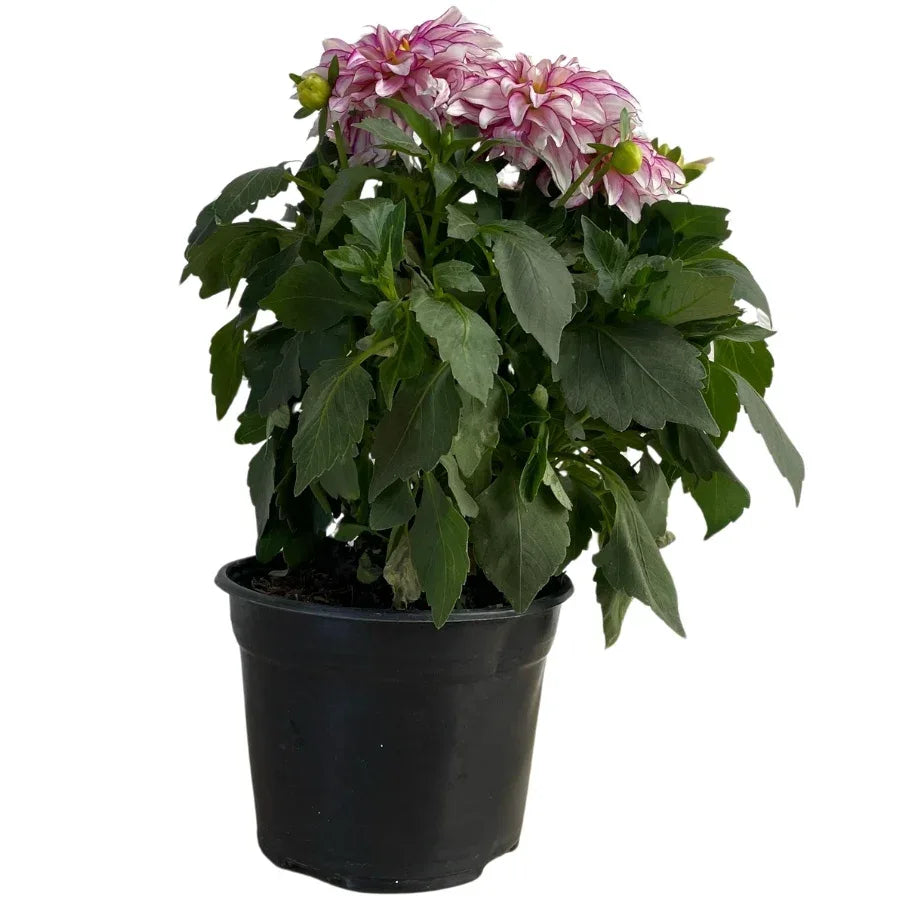 DALIA - Vivero Yañez 
