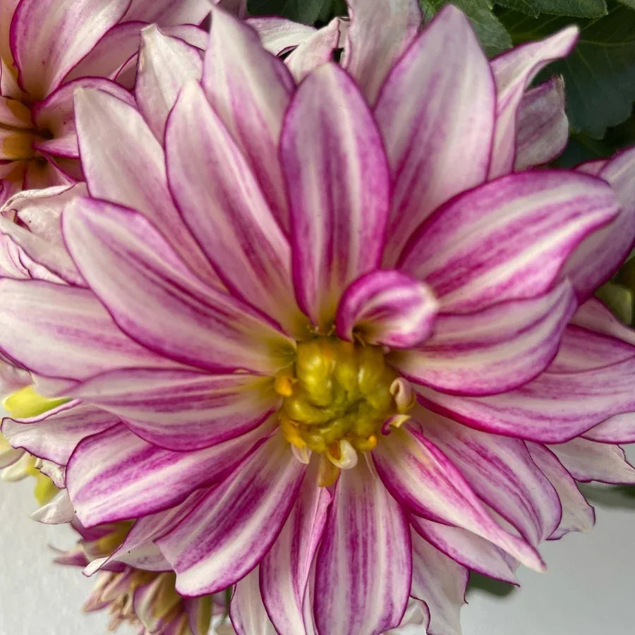 DALIA - Vivero Yañez 
