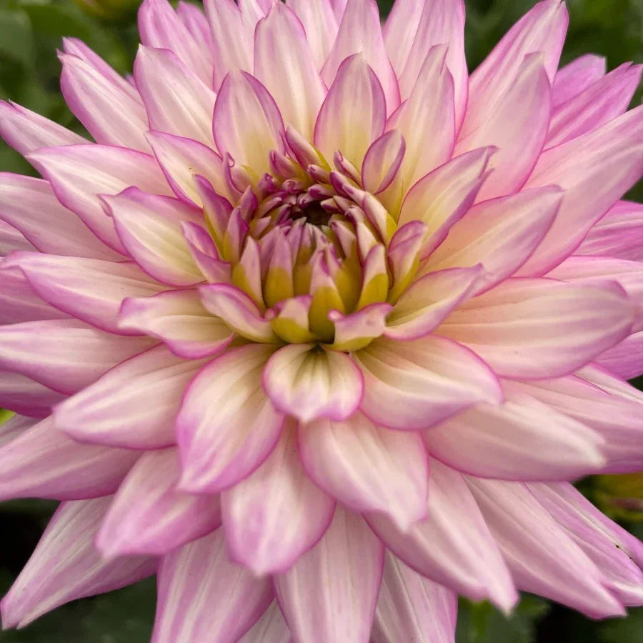 DALIA - Vivero Yañez 