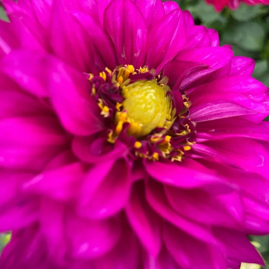 DALIA - Vivero Yañez 