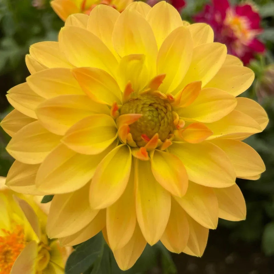 DALIA - Vivero Yañez 