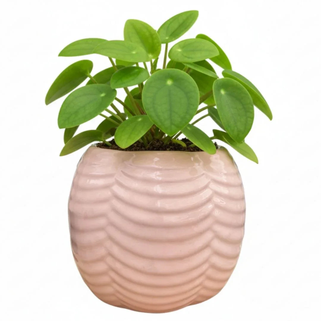 MACETA DE CERAMICA DIANA - Vivero Yañez 