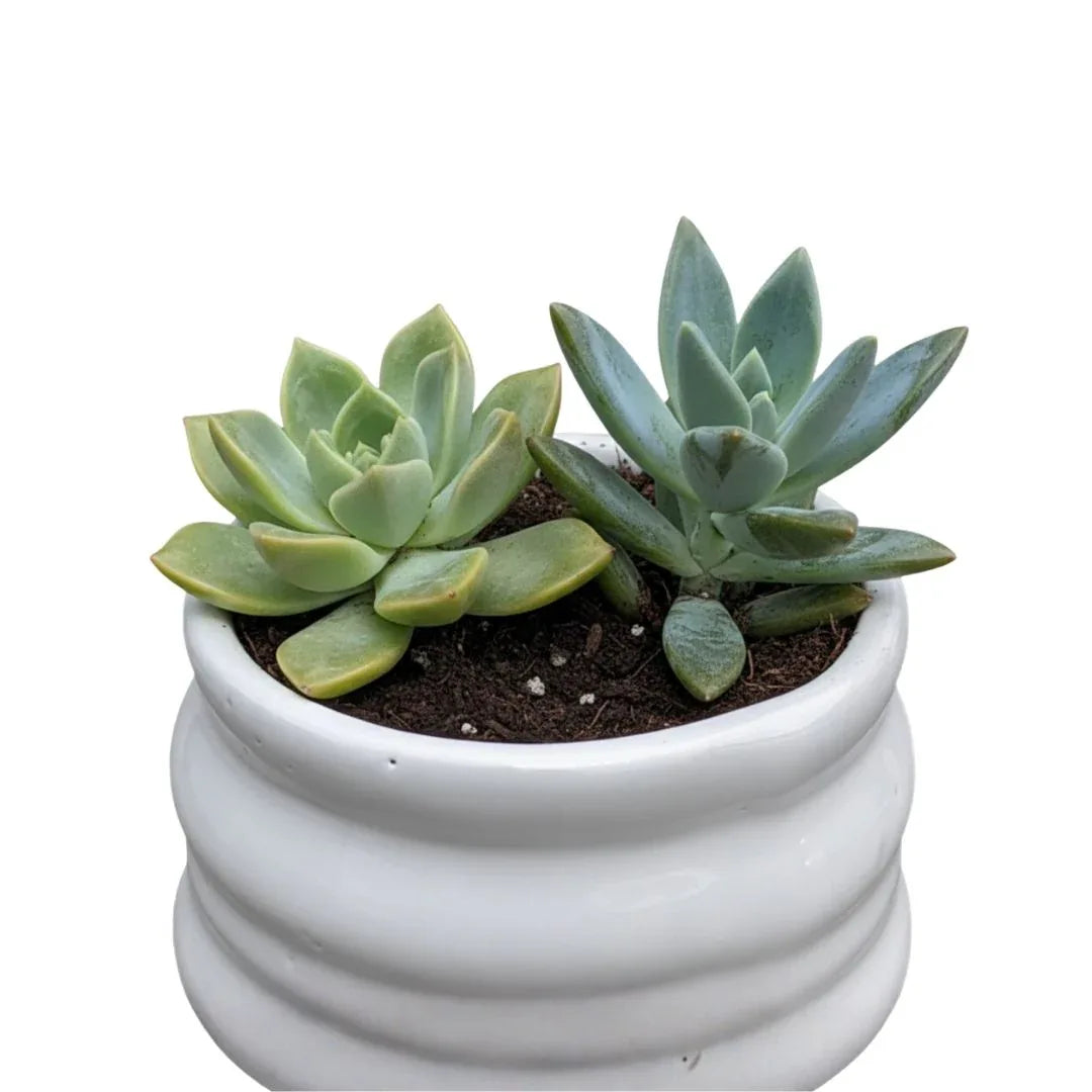 MACETA DE CERAMICA DIANELLA - Vivero Yañez 