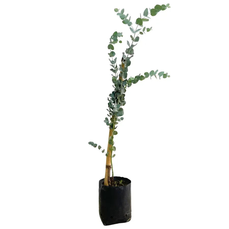 DOLAR - Vivero Yañez 