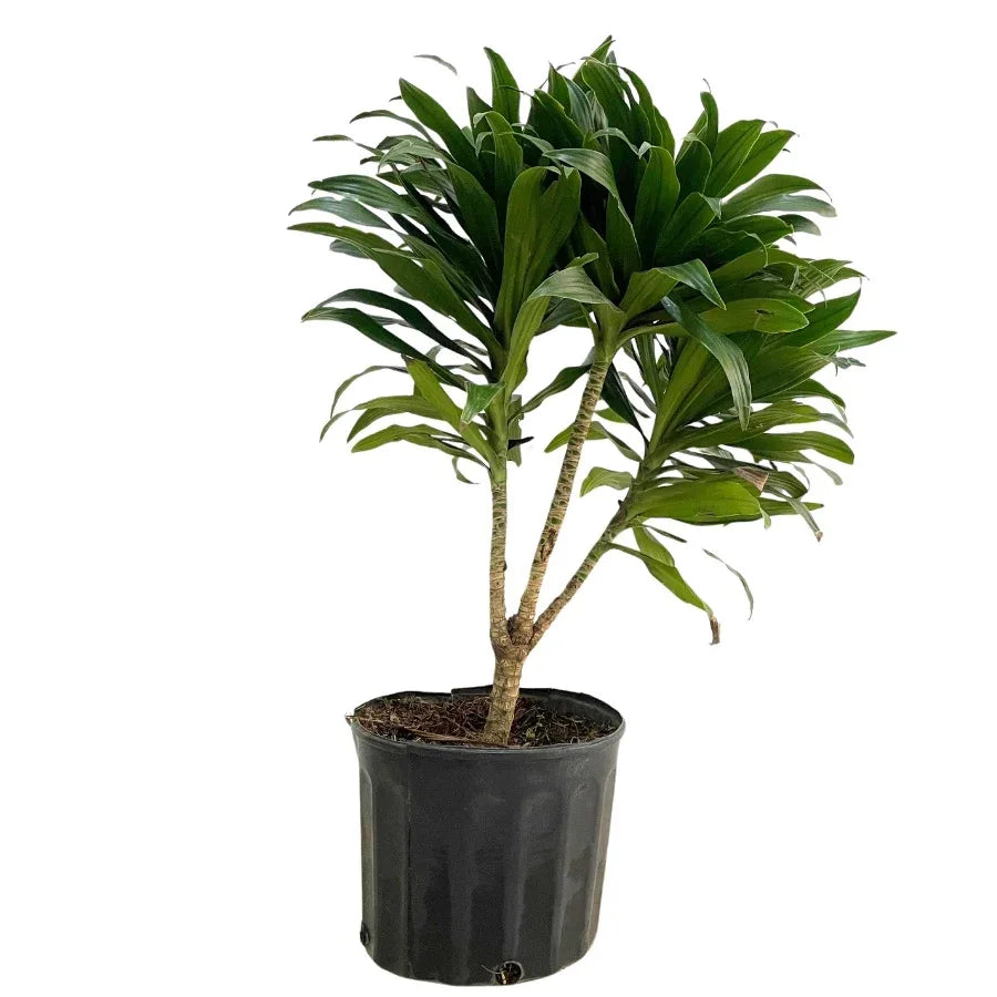 DRACENA COMPACTA - Vivero Yañez 