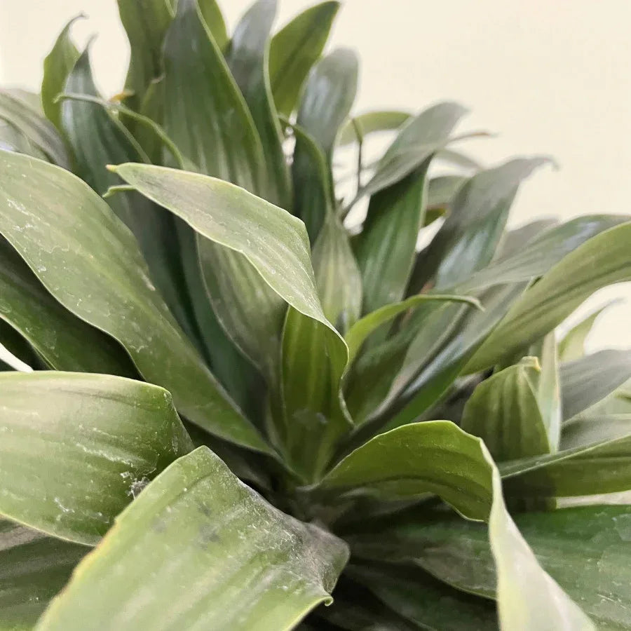 DRACENA COMPACTA - Vivero Yañez 