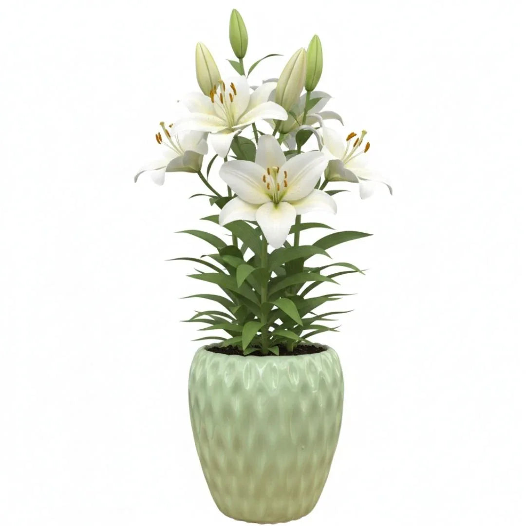 MACETA DE CERAMICA DRACONI - Vivero Yañez 