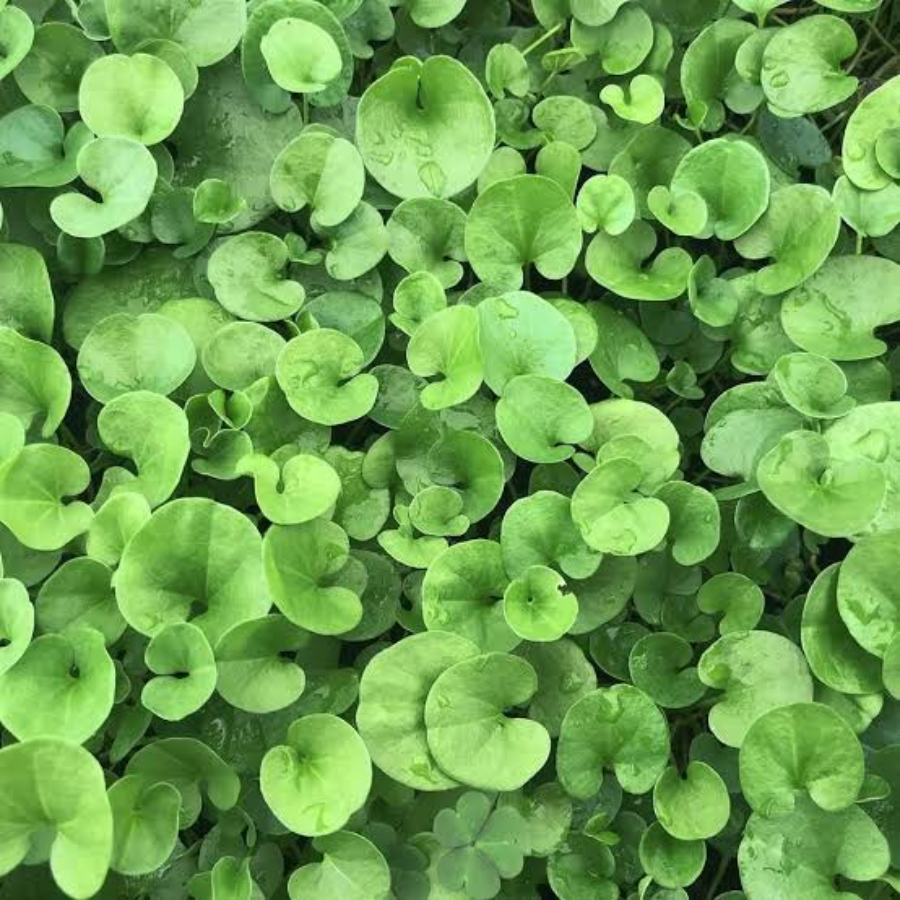 DICHONDRA