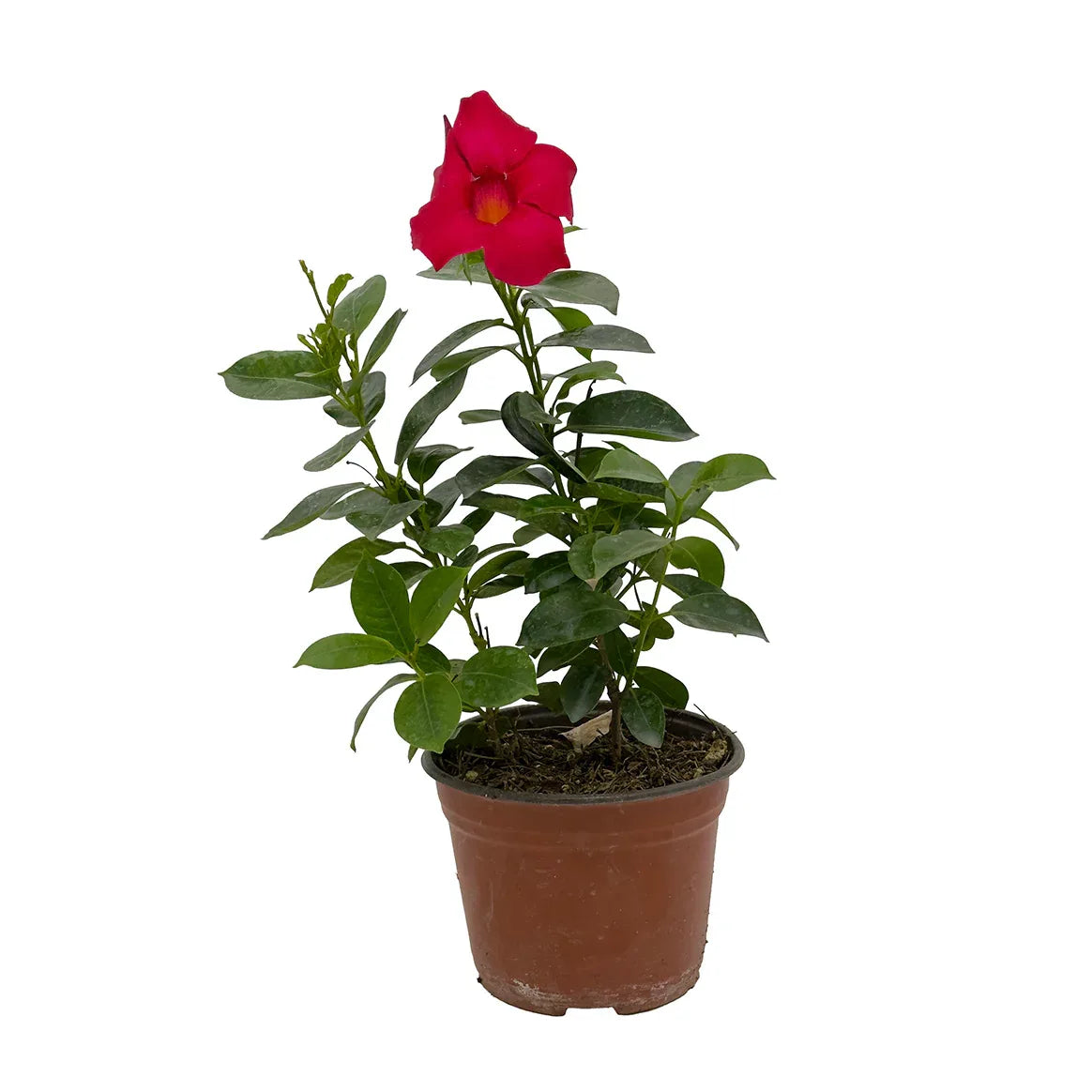 DIPLADENIA (MANDEVILIA) - Vivero Yañez 